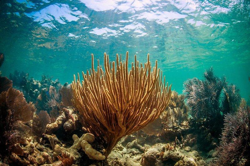 Florida Keys National Marine Sanctuary