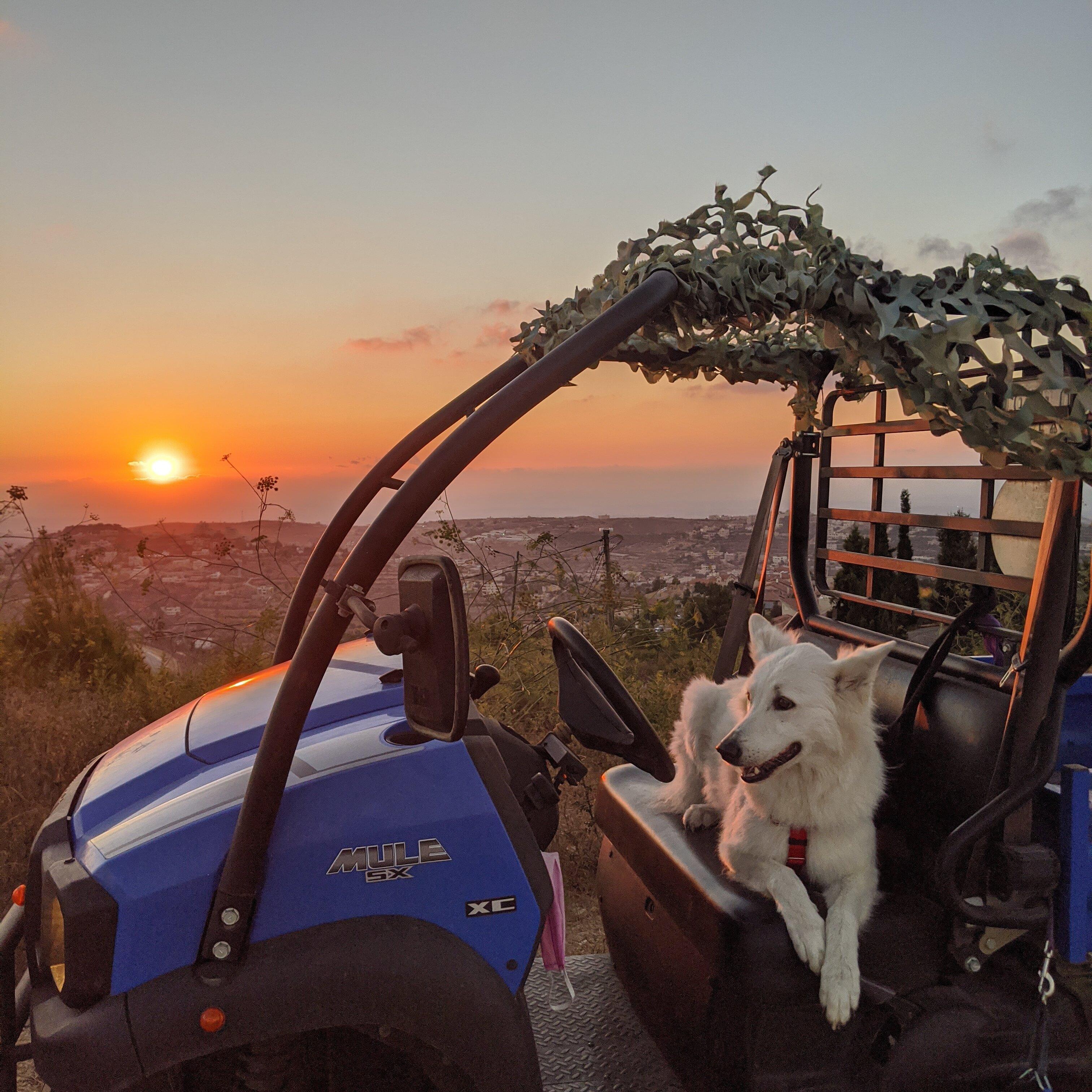 Muly, by Jerusalem ATV Adventure Tours