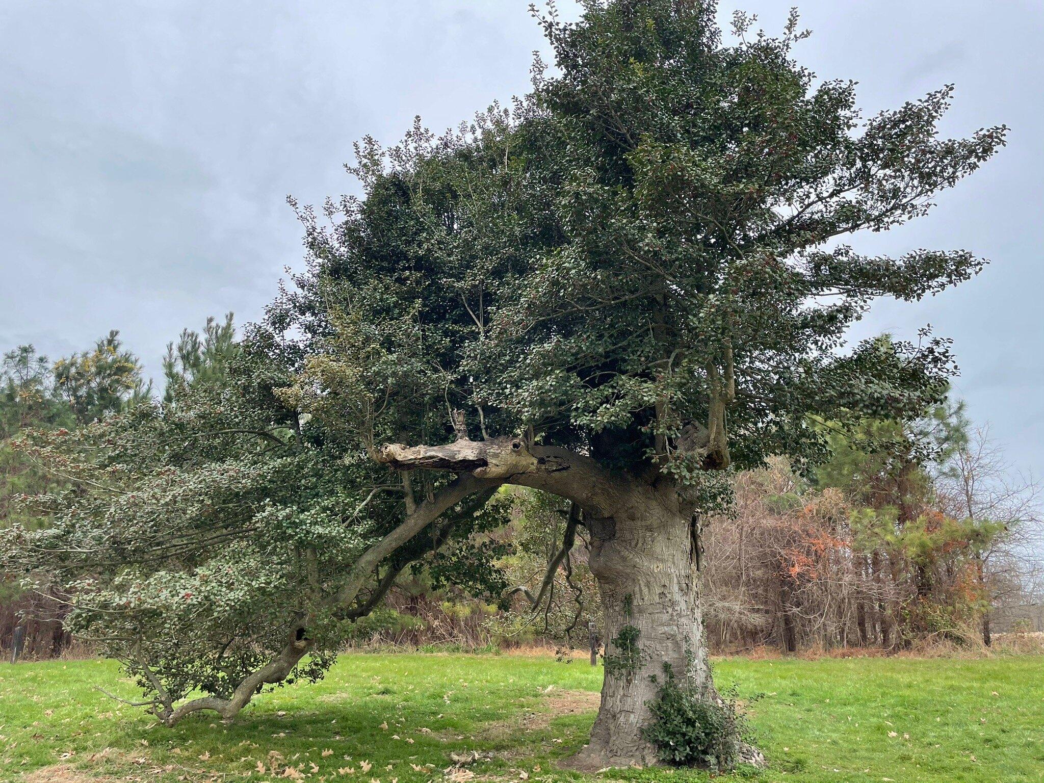 Wye Island Natural