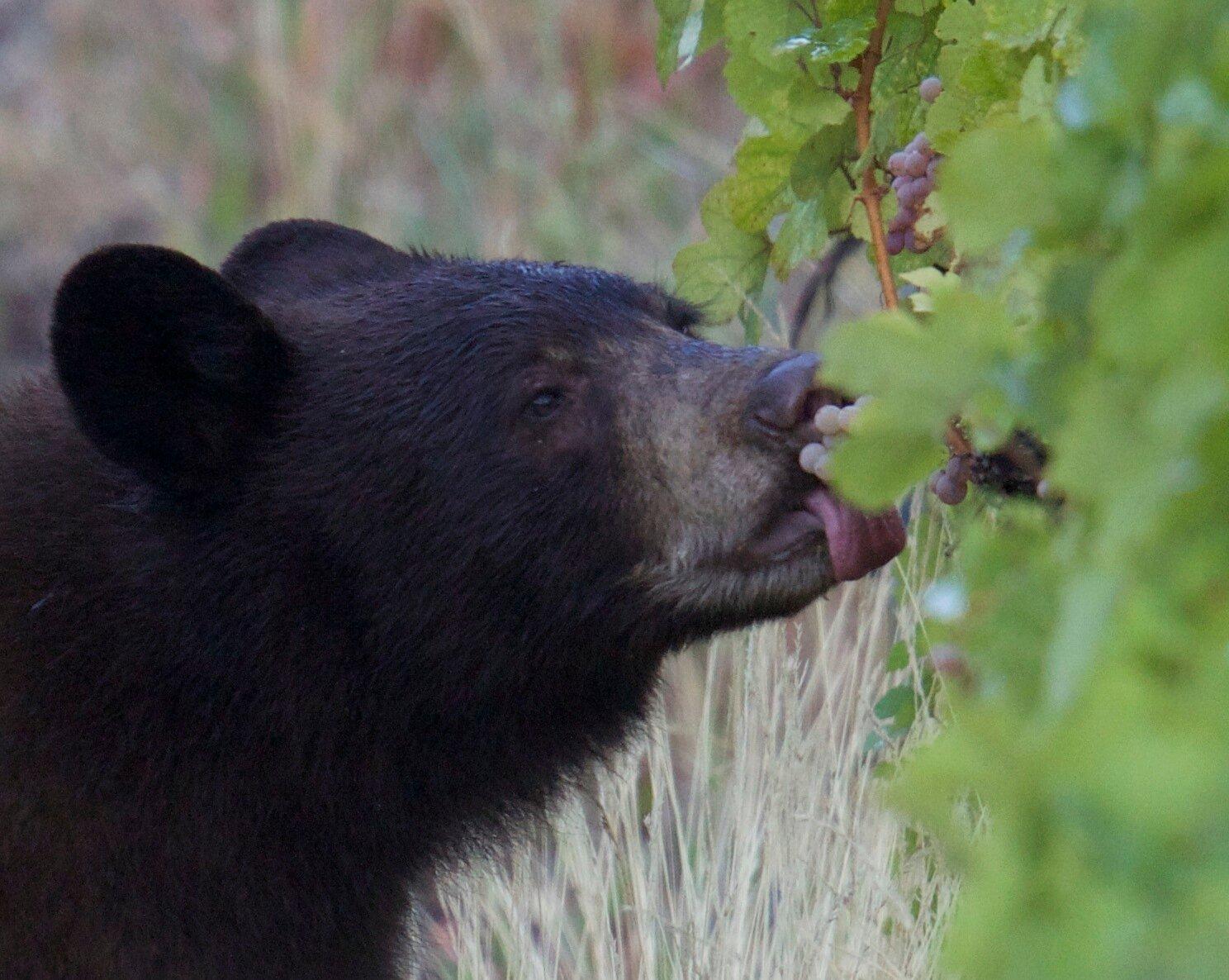 Bc Wine Studio By Carter Wine Company