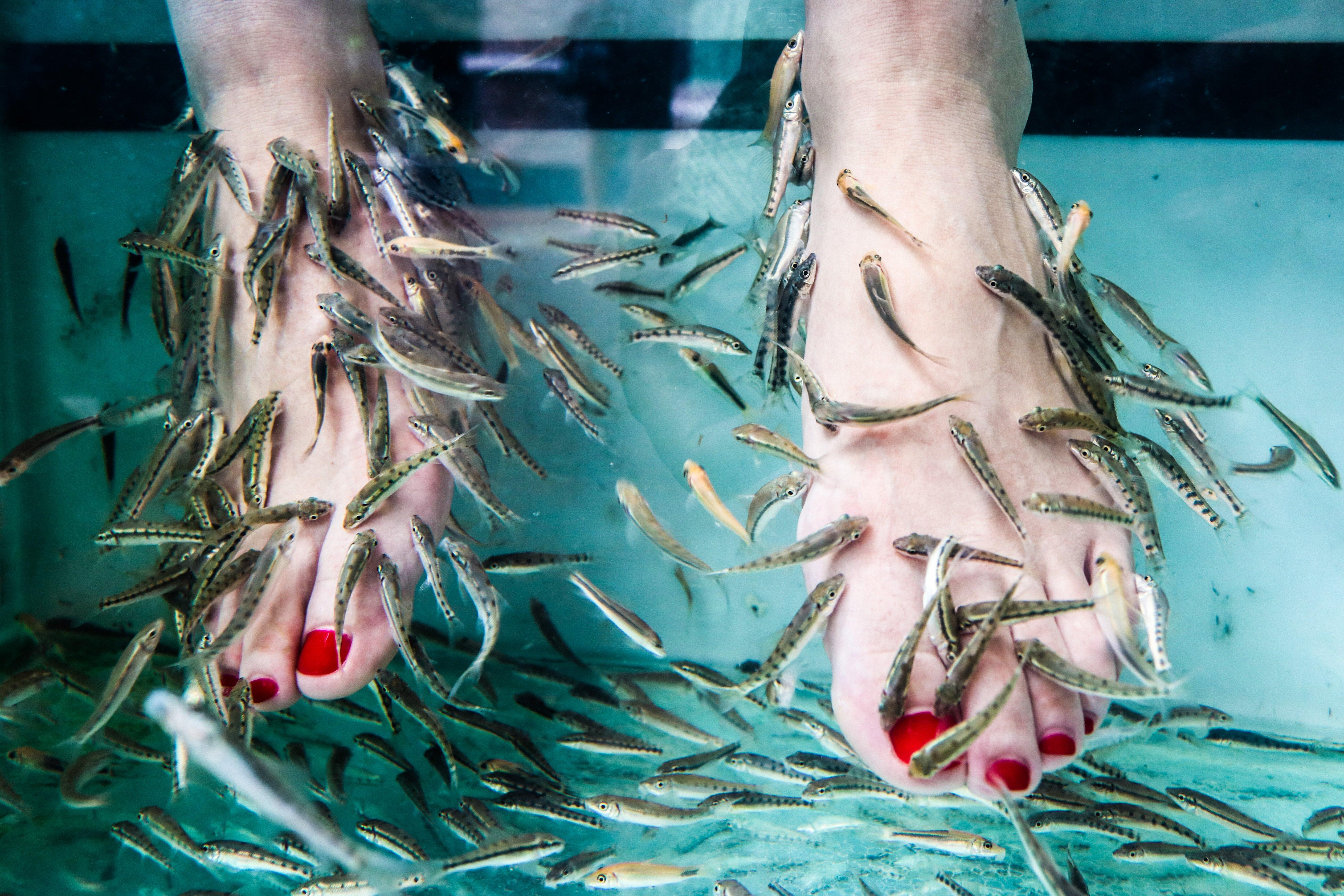 Fish Spa