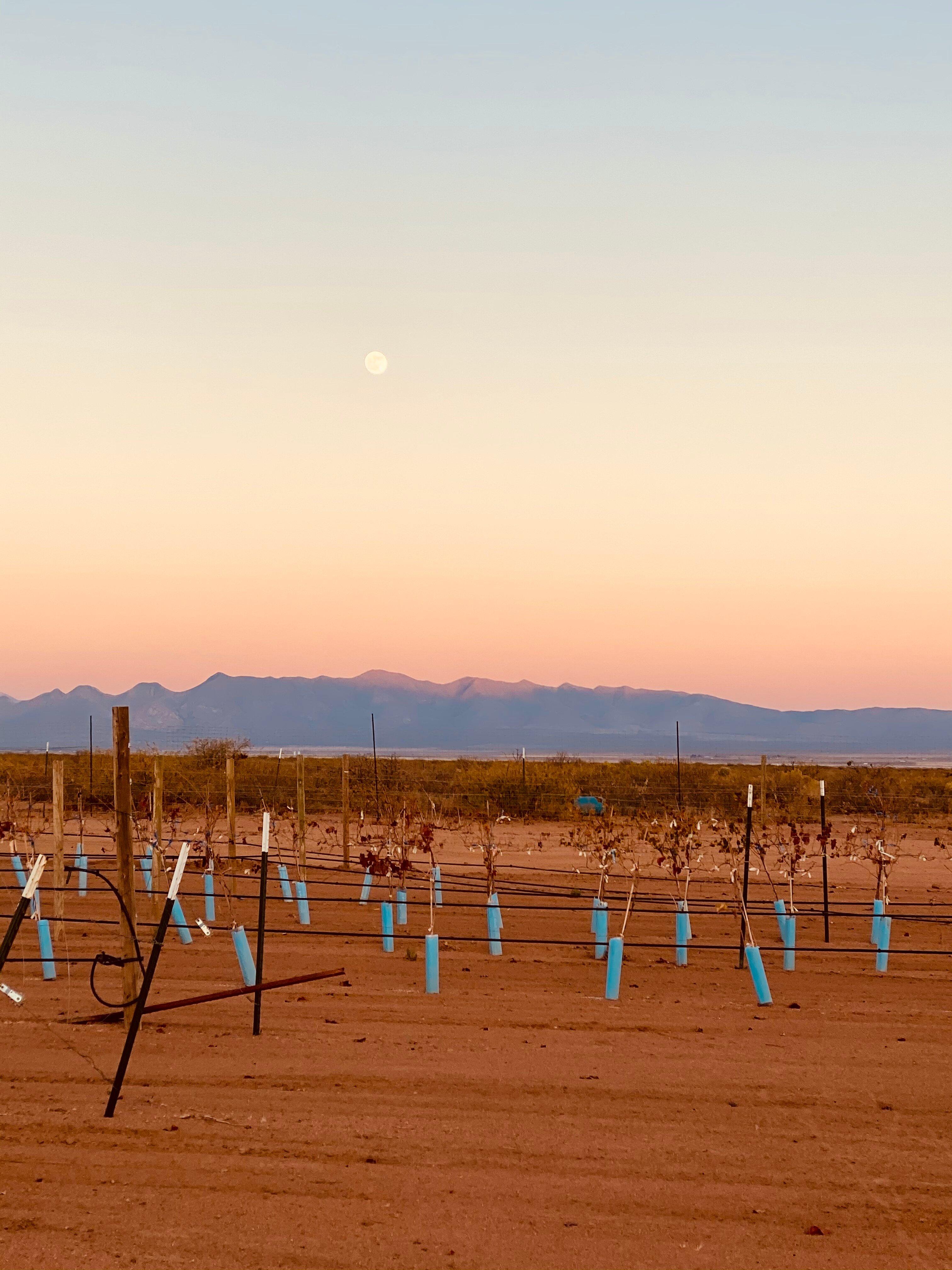 Photo by djcapek2019