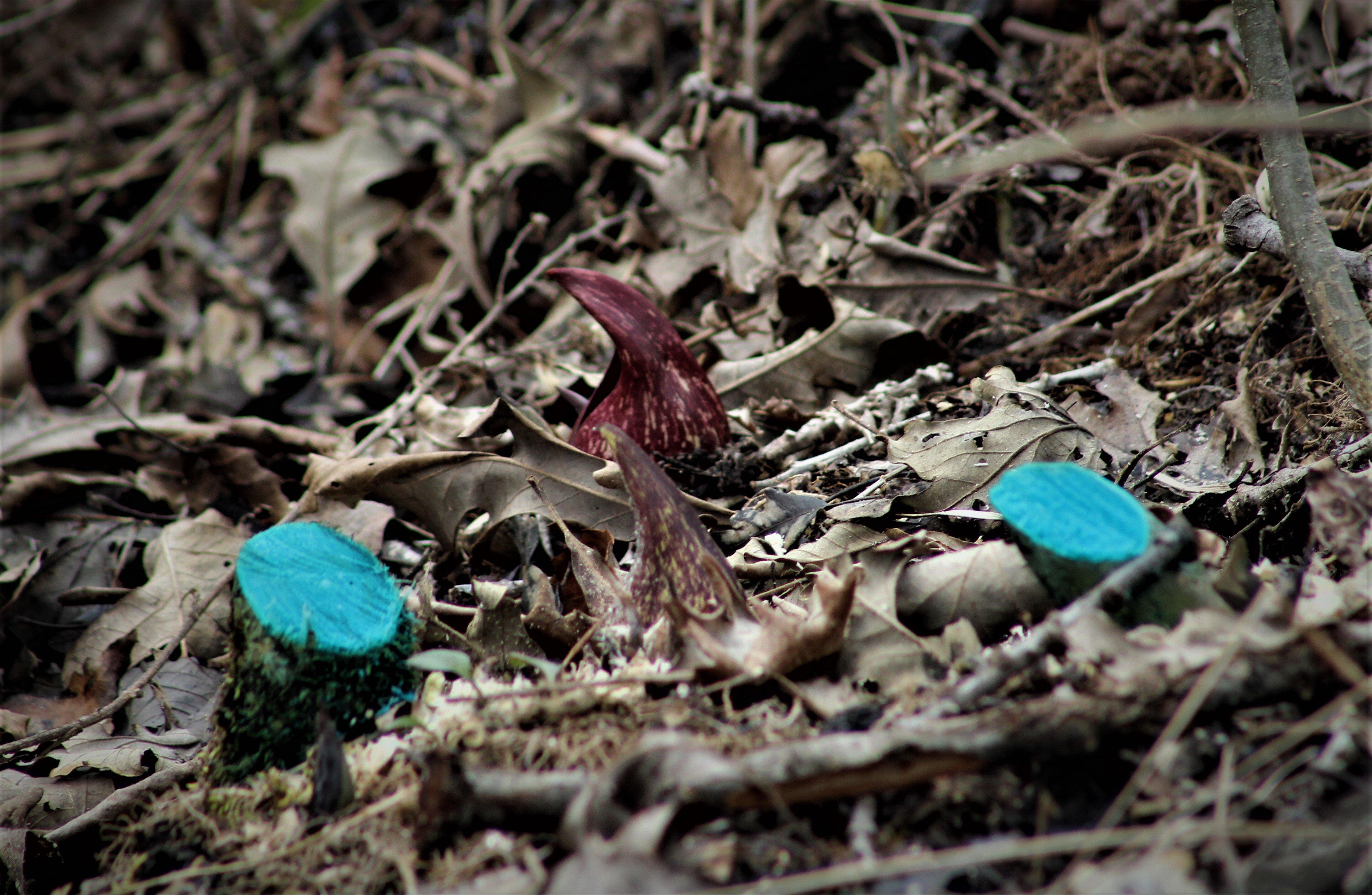 Photo by BloomChemist