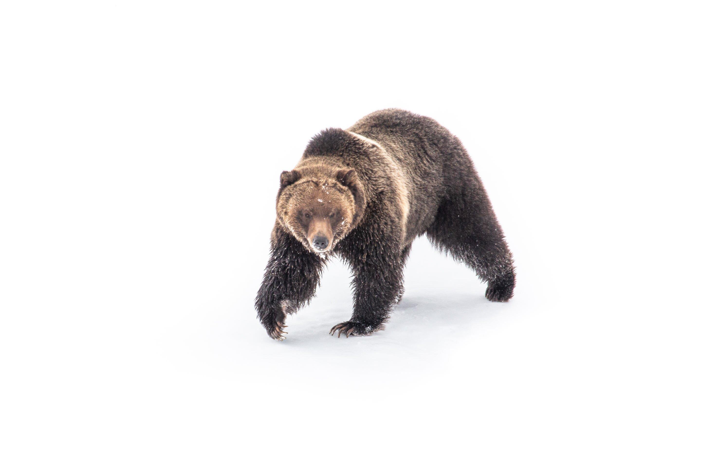 Yellowstone Wildlife Guide Company