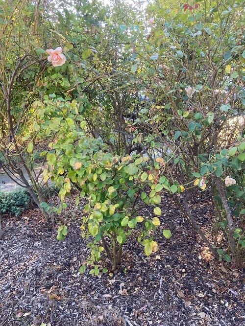 Barossa Old Rose Repository