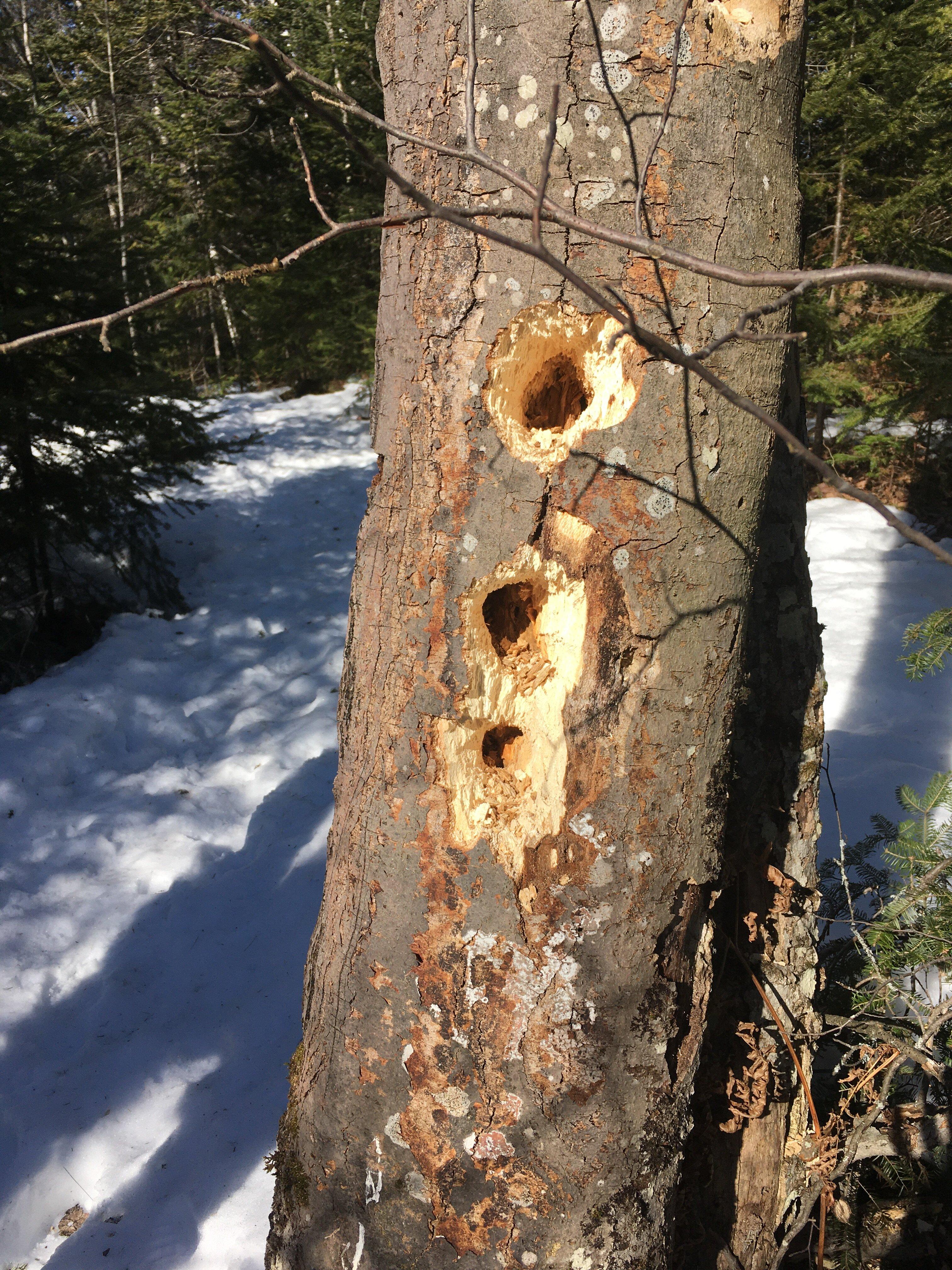 Clyde & Martha Williams Nature Preserve