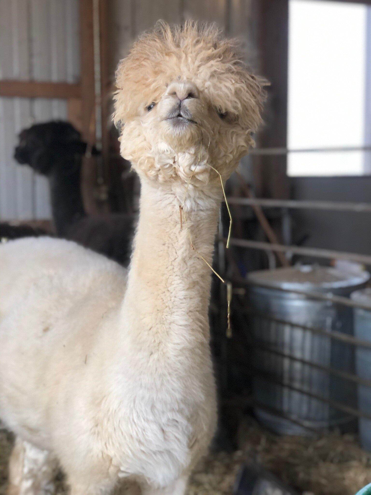 Last Penny Farm Alpacas