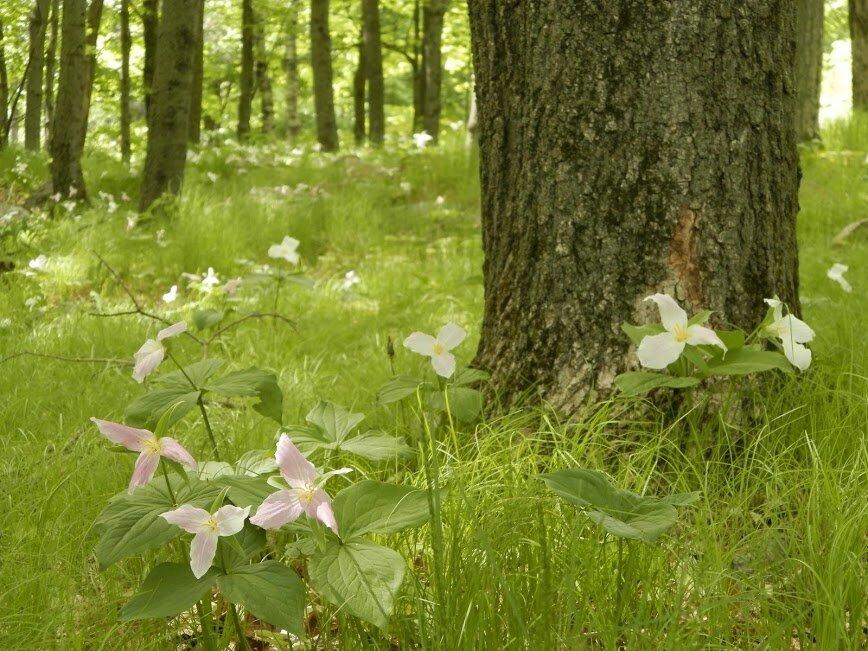 Rib Mountain State Park