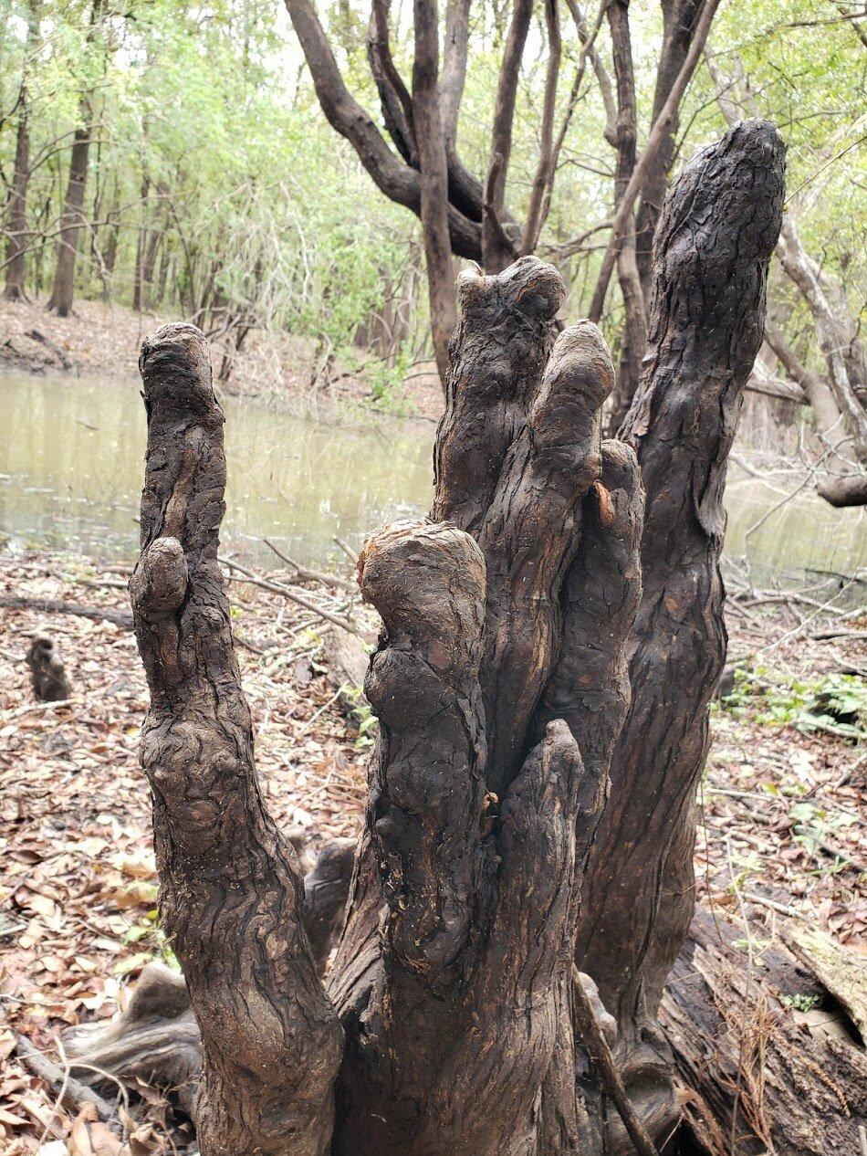 Cat Island National Wildlife Refuge
