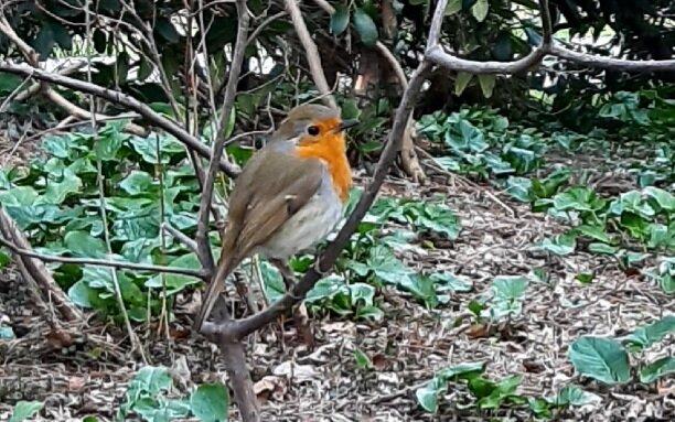 Photo by Hammelbande