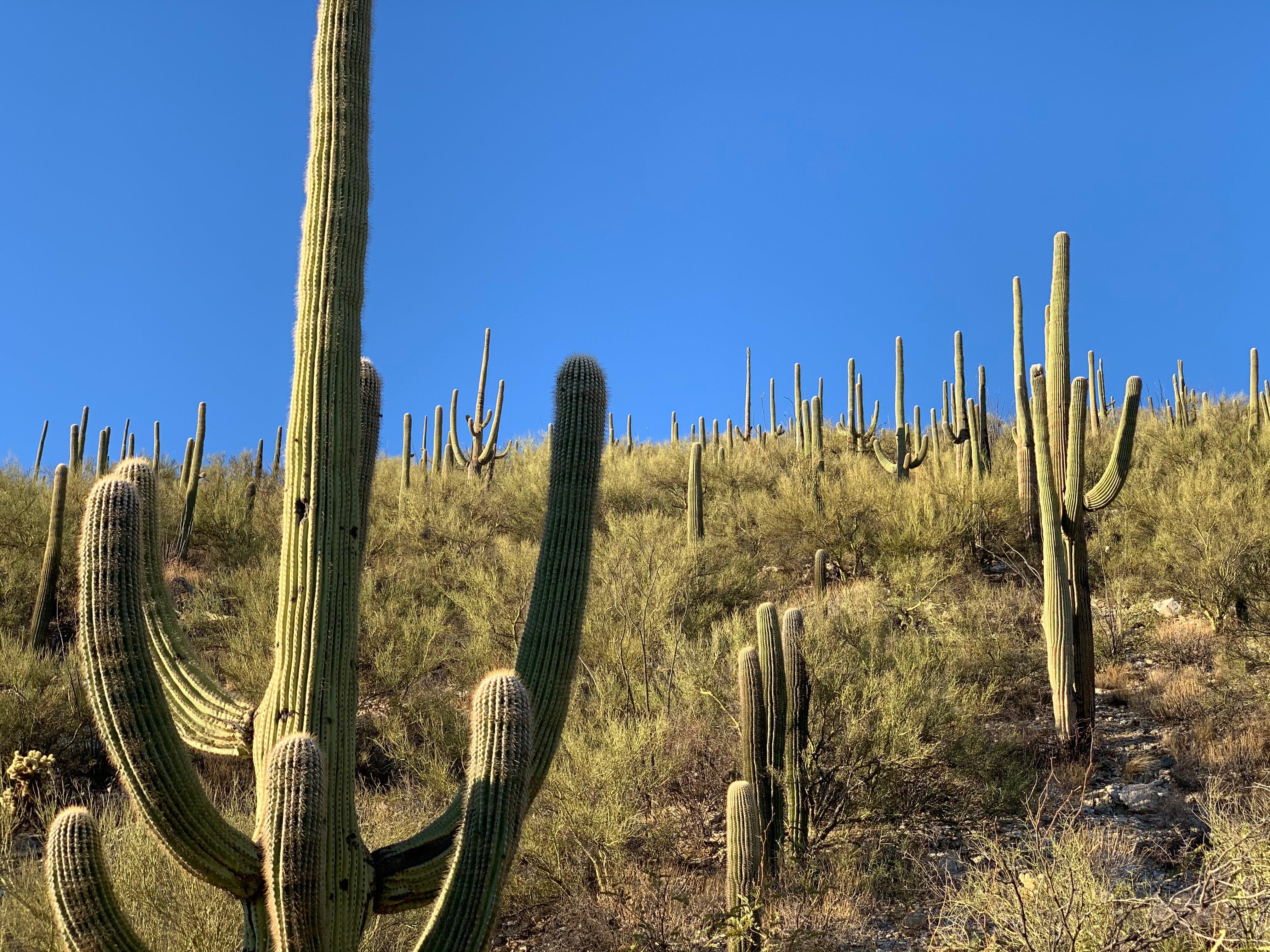 Soldier Trail
