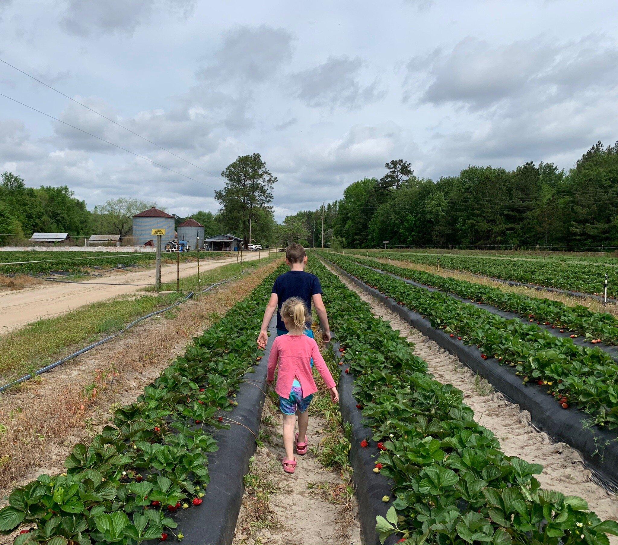 Hodges Strawberry Farm