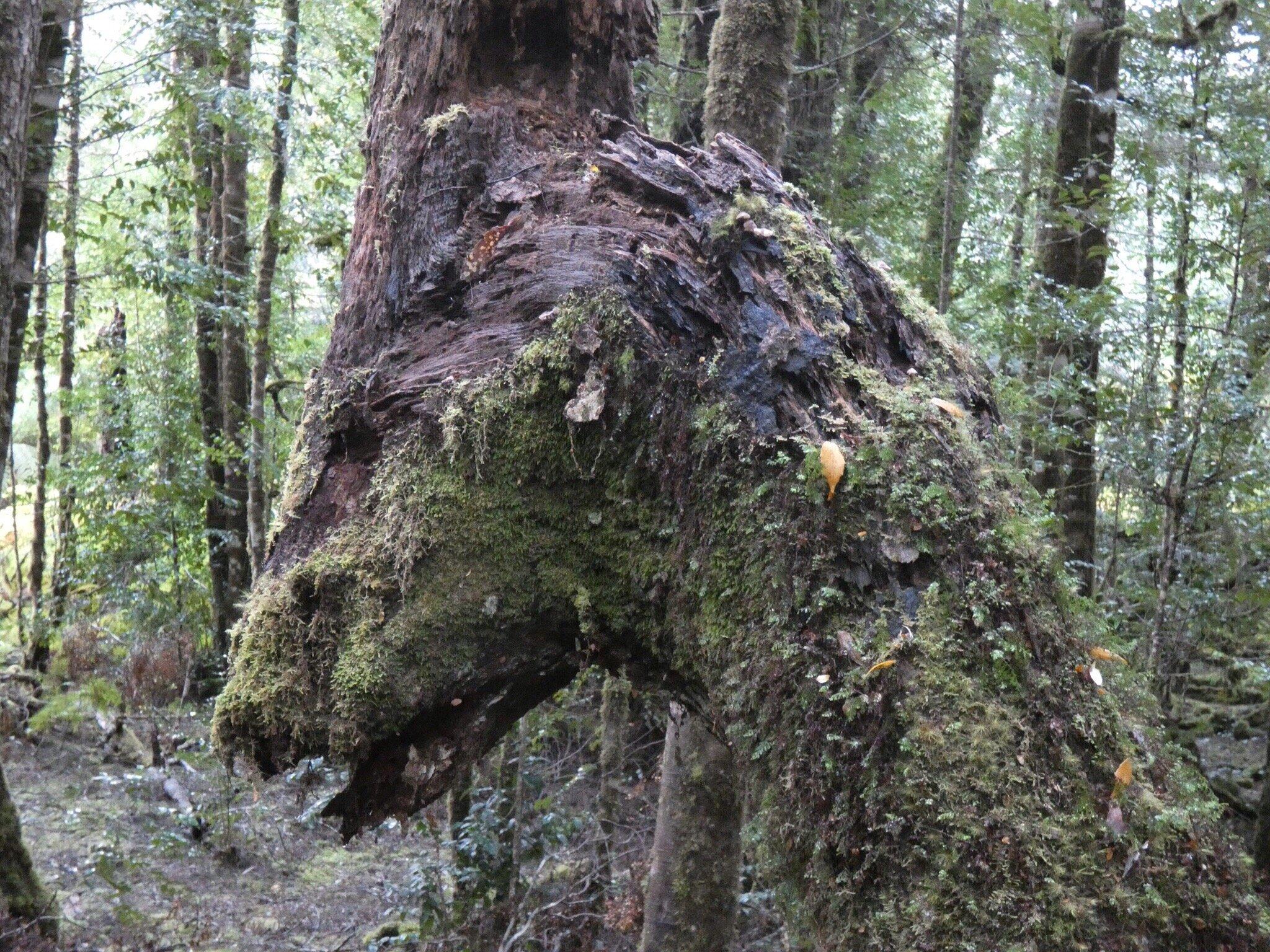 Twisted Sister Track