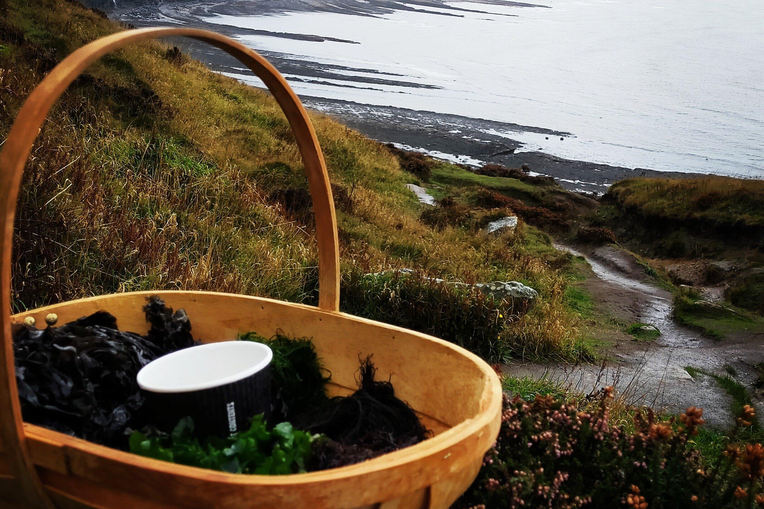 Lion's Tooth Foraging