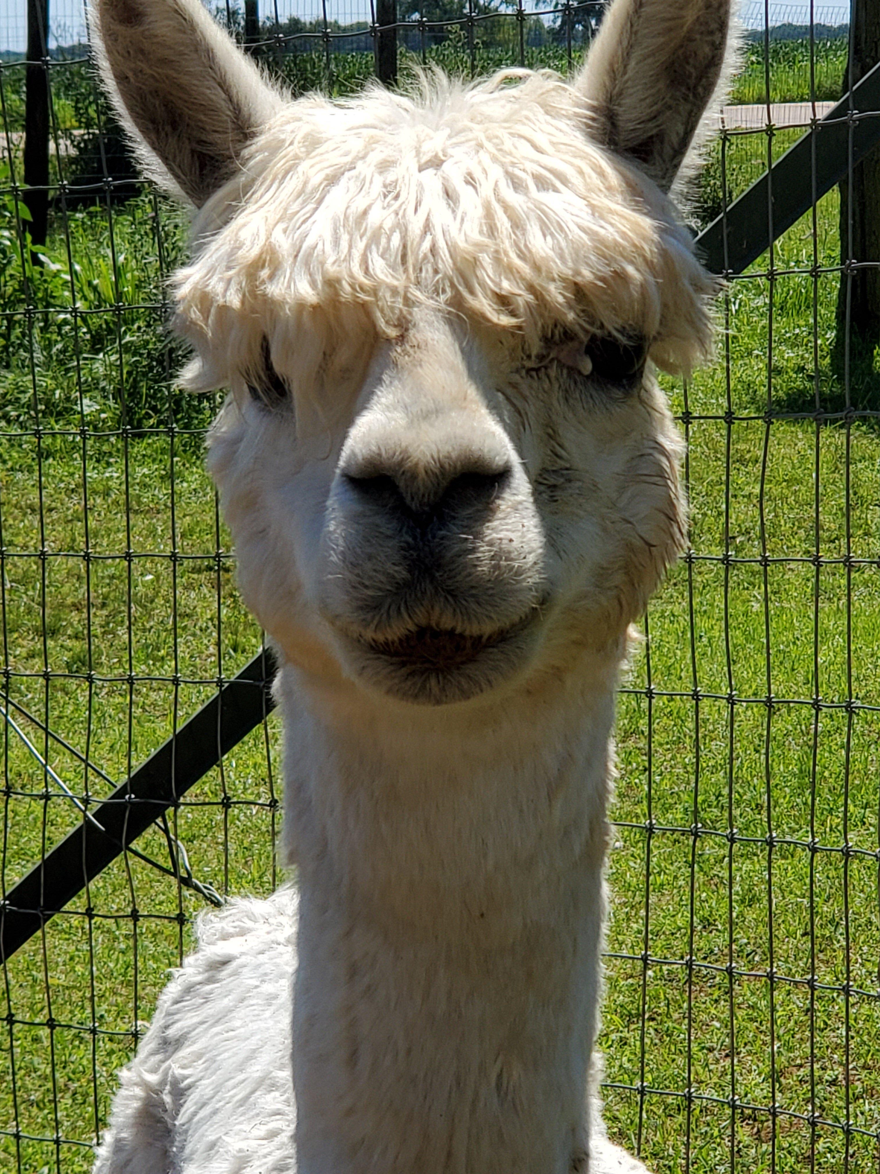 Alpaca Pines Farm and Fiber Mill