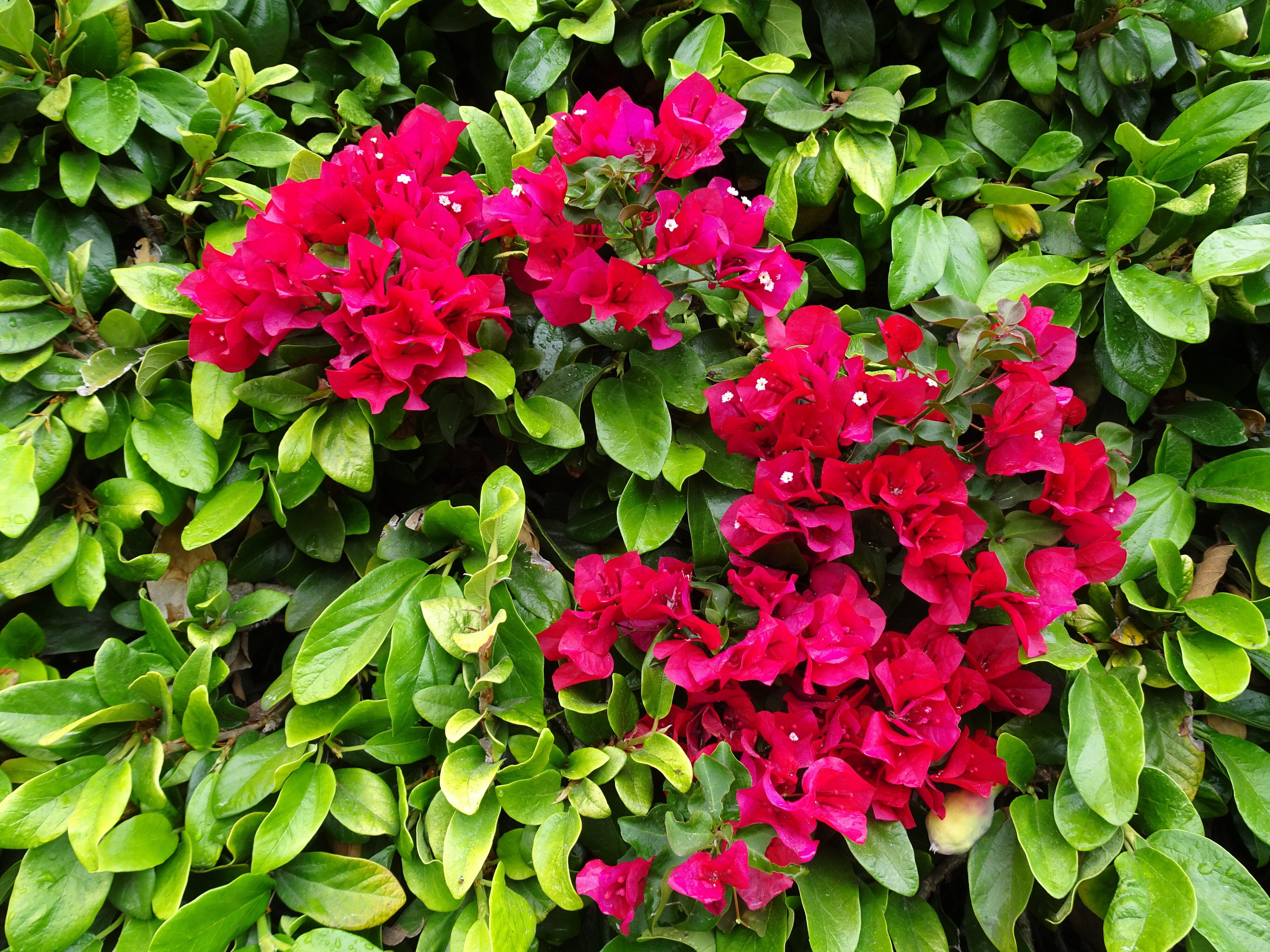 Solana Beach Towne Centre