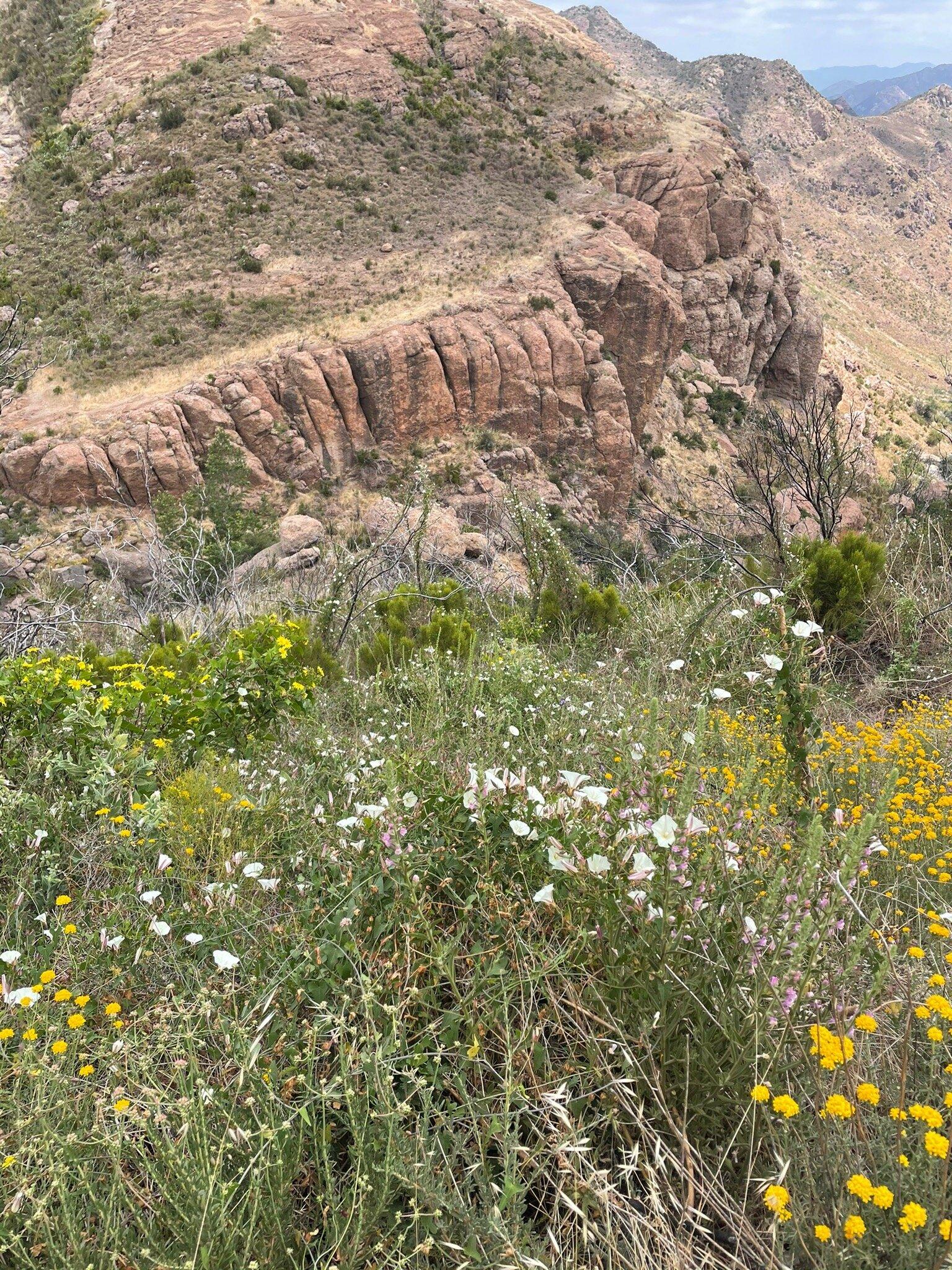 Photo by shanellesua