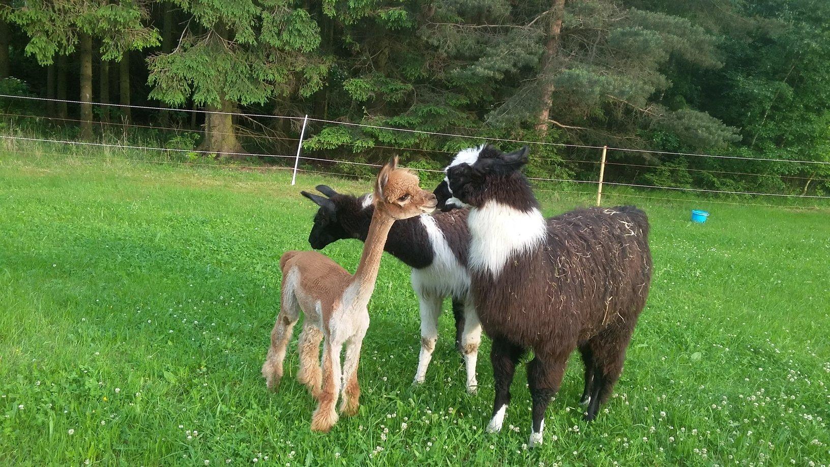 Weggefährten - Alpacamino