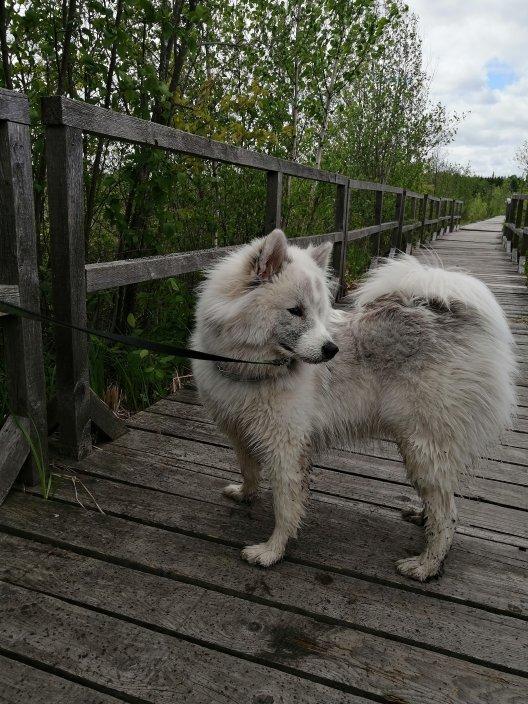 Île du Marais de Katevale