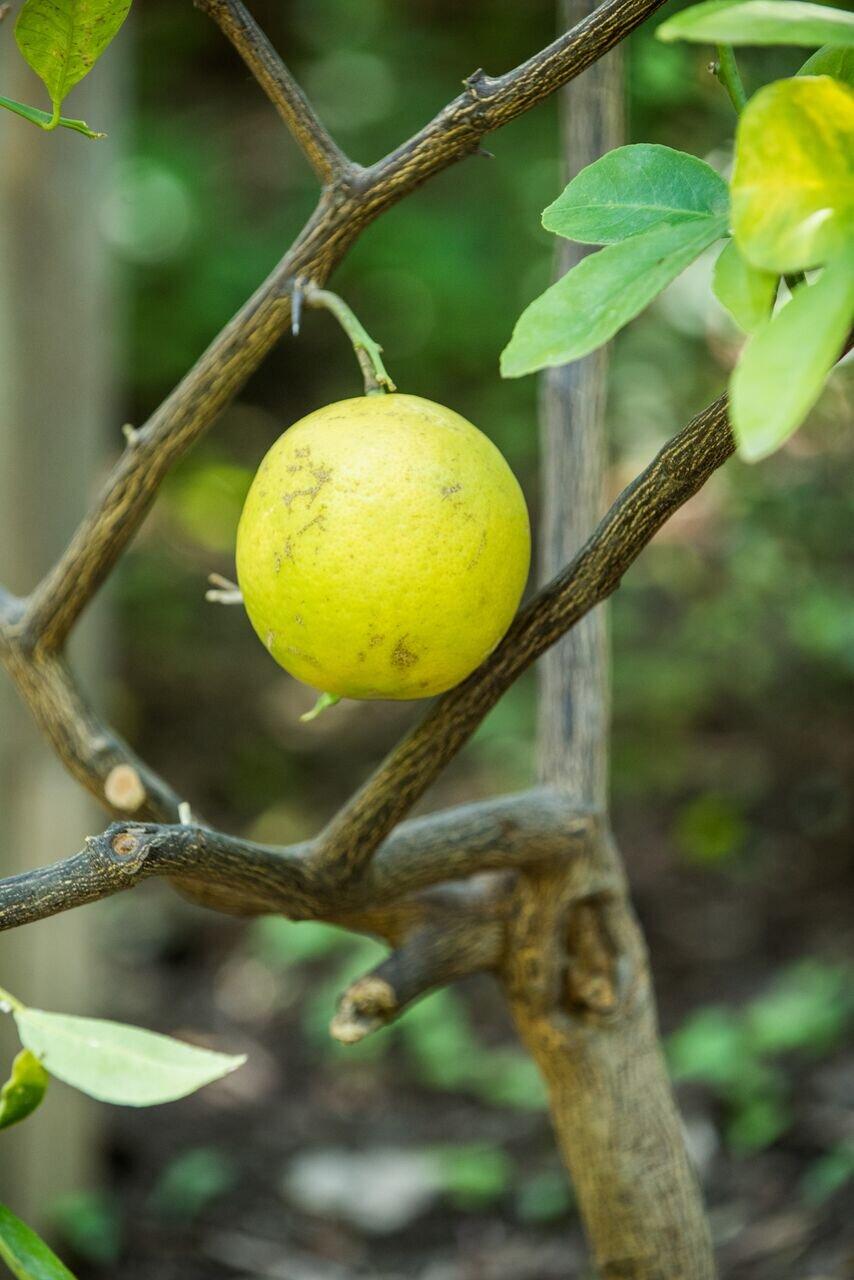 Rodef Shalom Biblical Botanical Garden