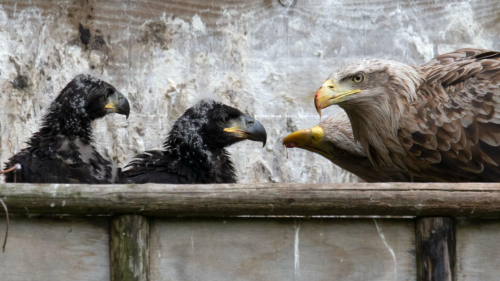 Landgoed Hoenderdaell