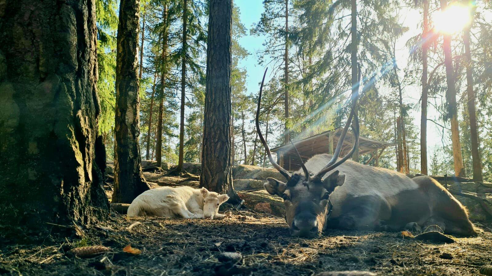 Nuuksio Reindeer Park