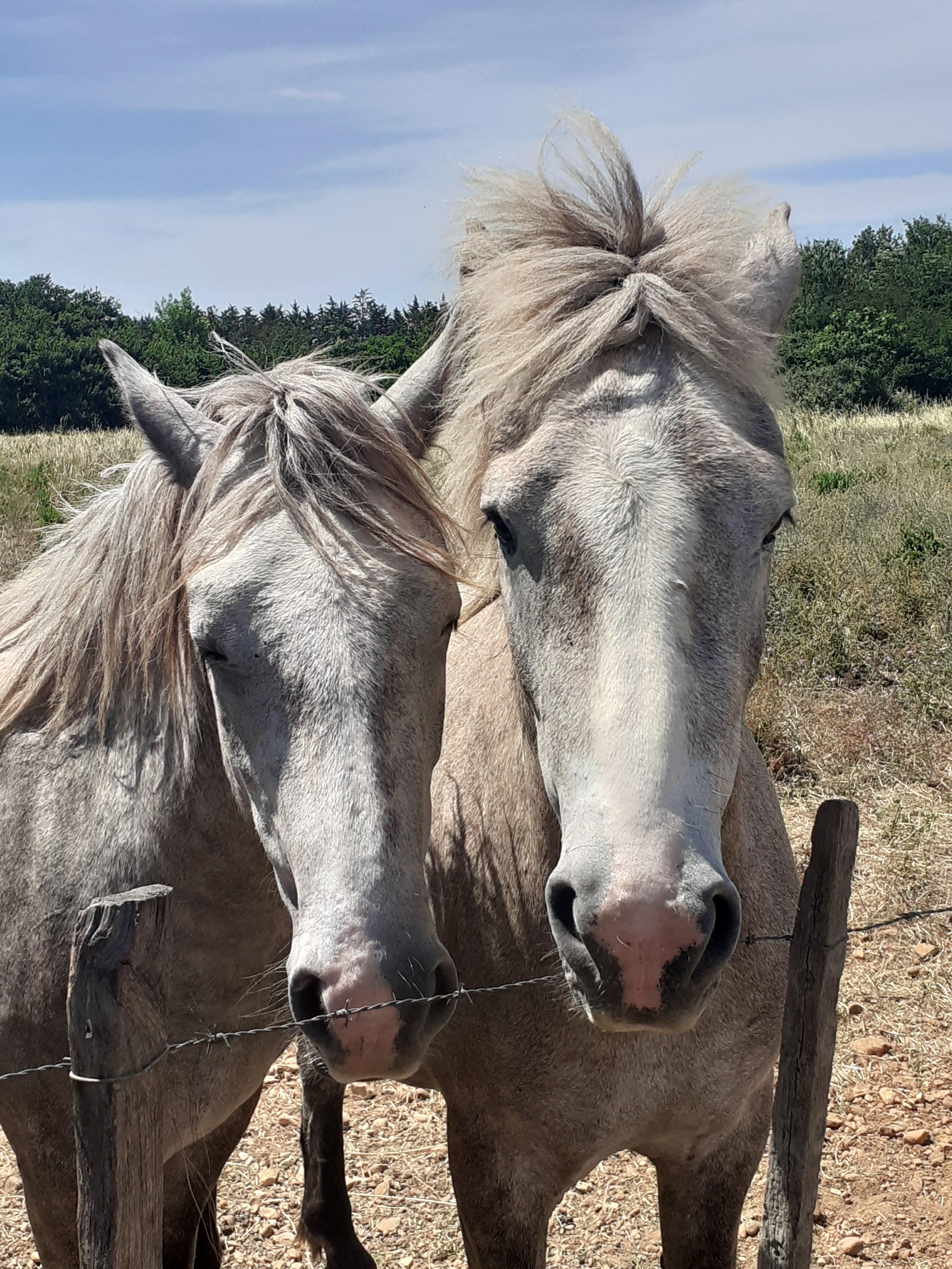 Camargue Découverte