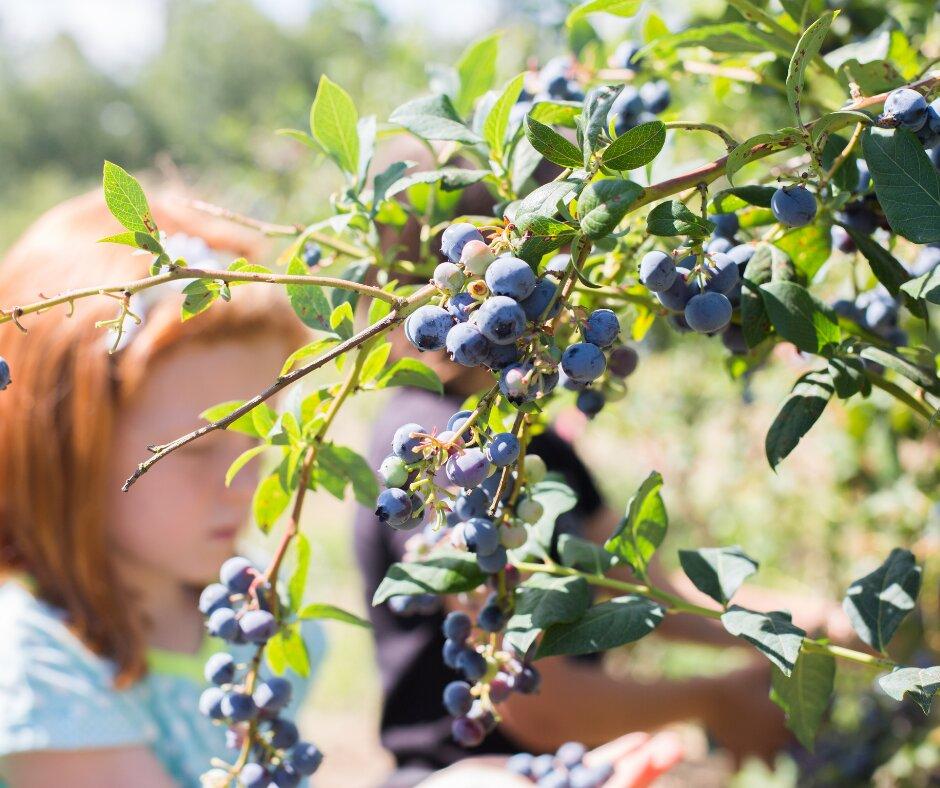 Berry Brothers Retail
