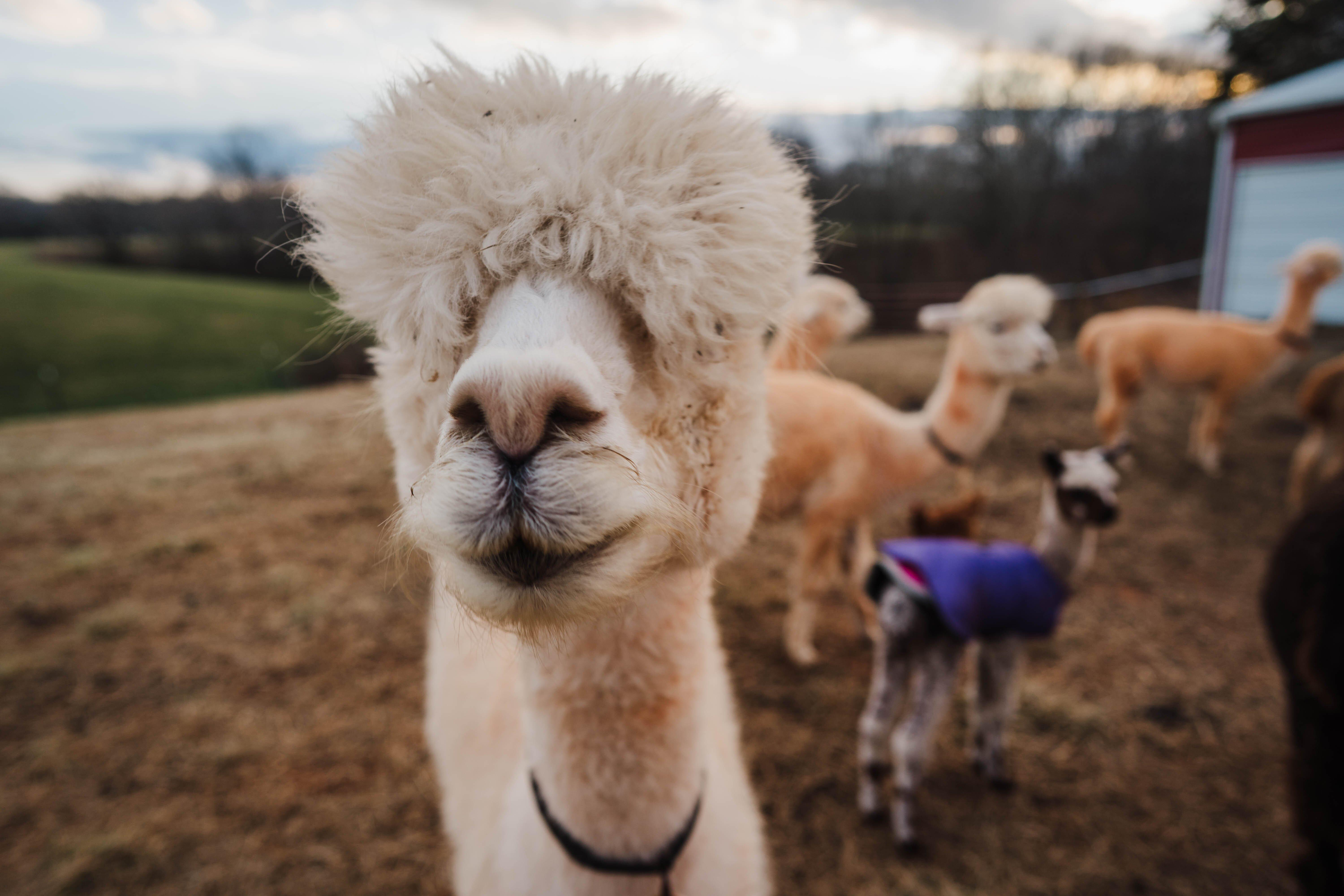 Purple Alpaca Farms