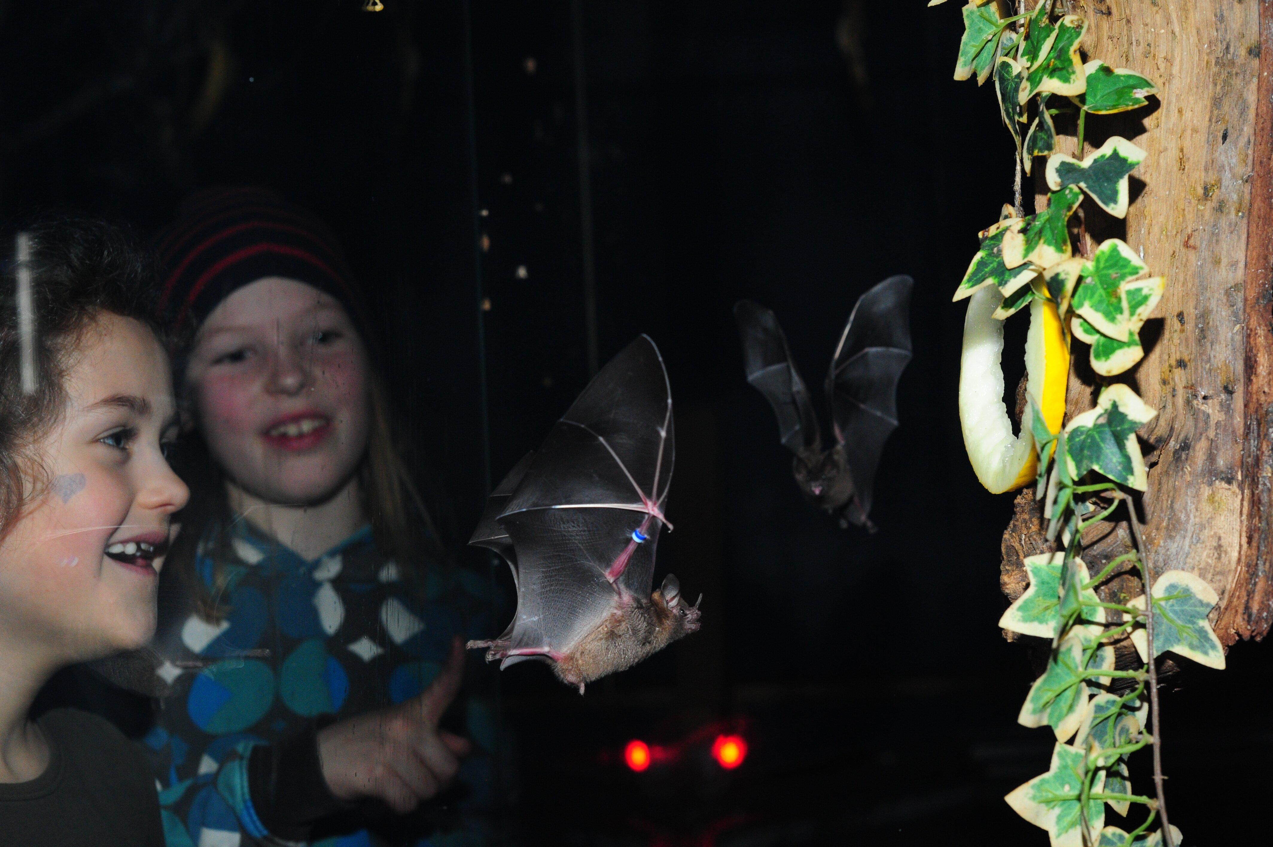 Noctalis - Welt der Fledermäuse