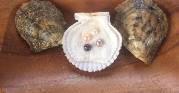 Bar Harbor Pick-A-Pearl