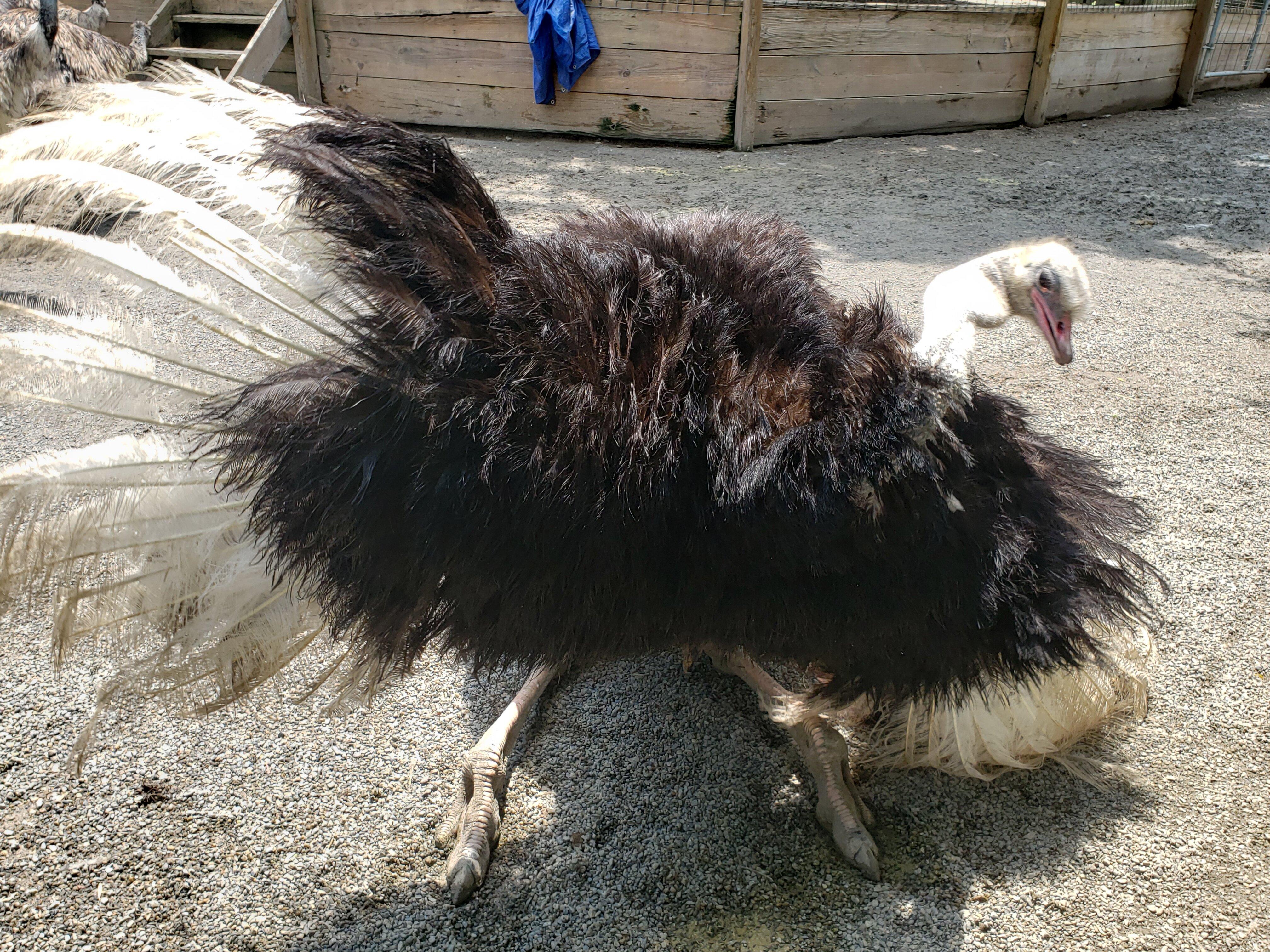 Ashville Exotics Birds and Reptiles