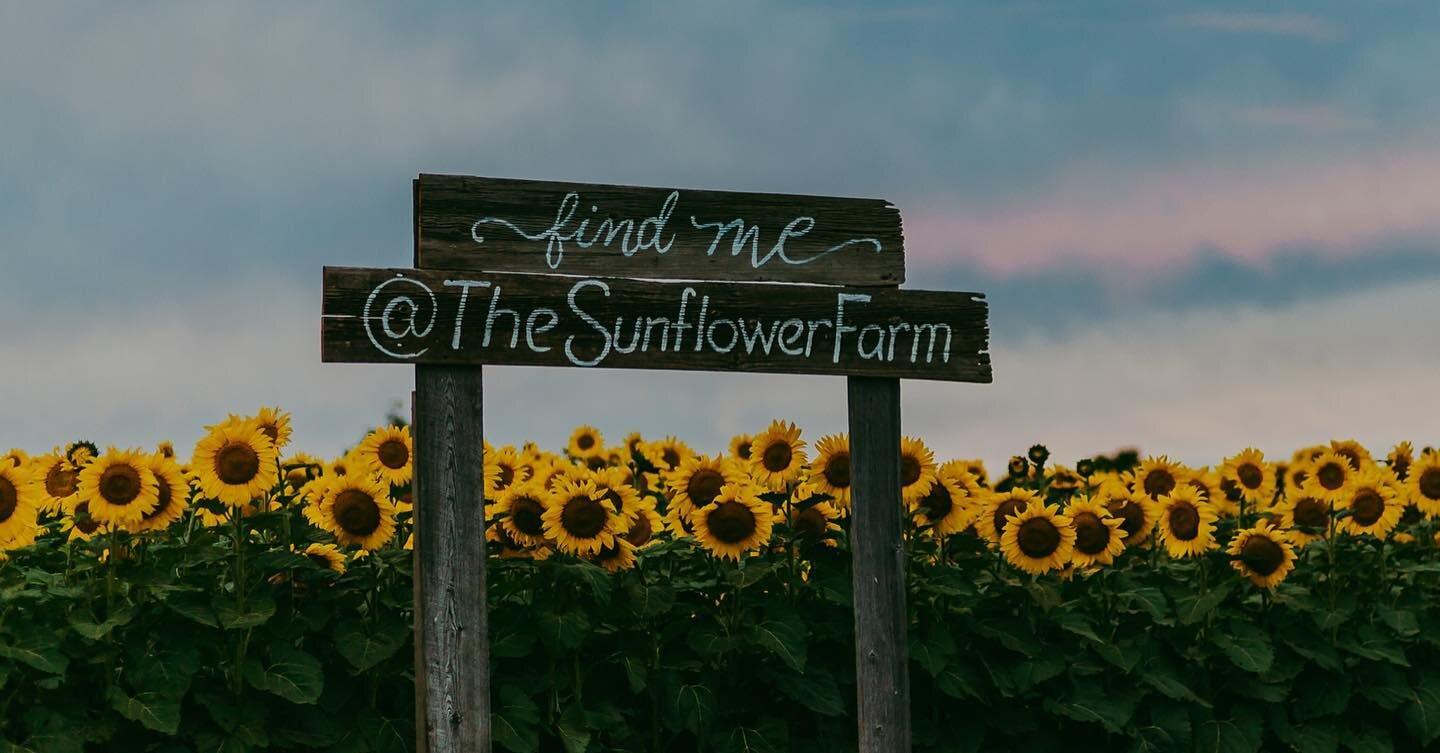 The Sunflower Farm