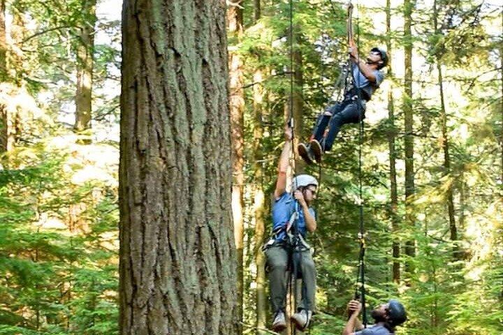 Tree Climbing At Silver Falls