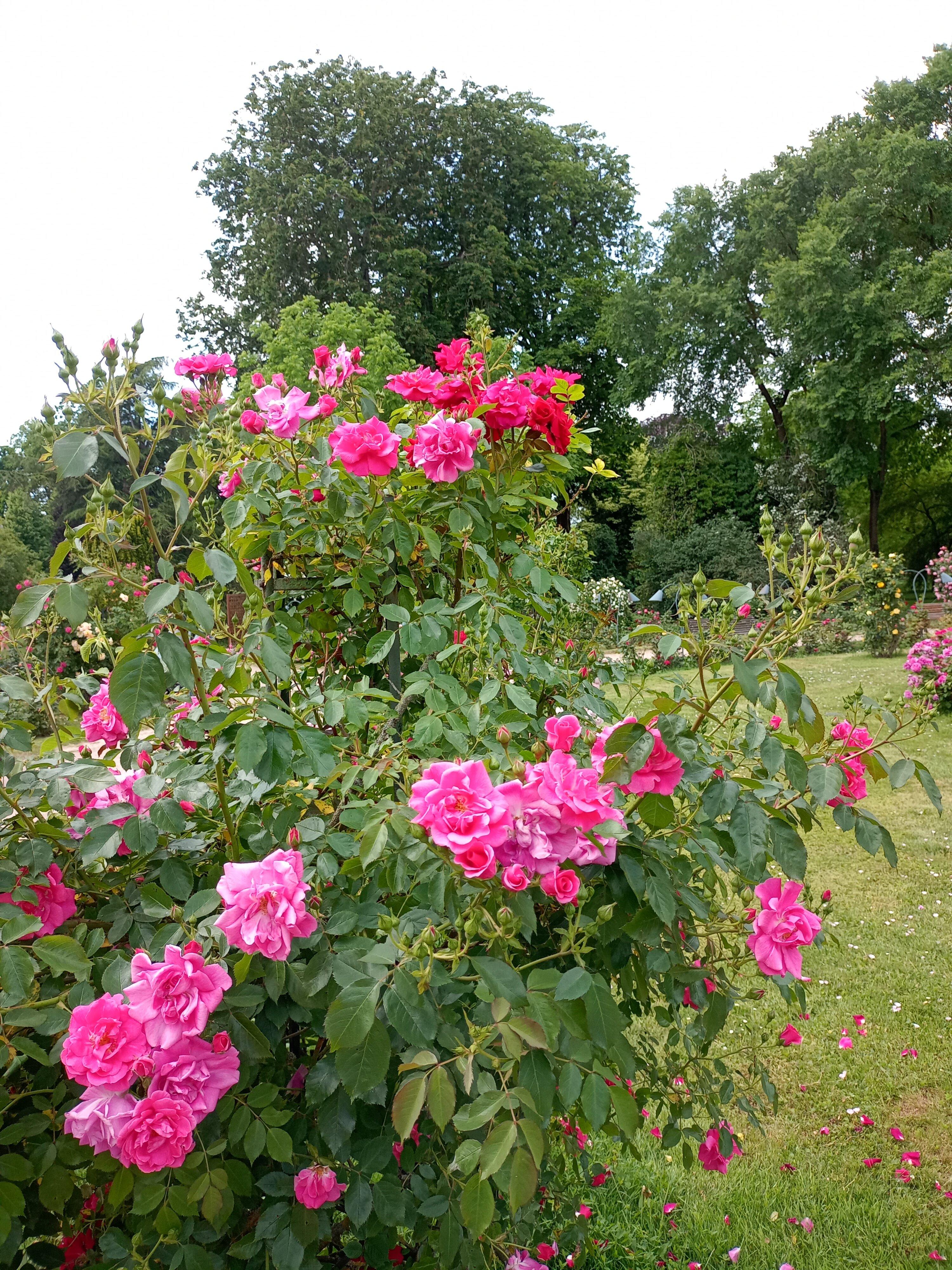 Roseraie De La Pépinière