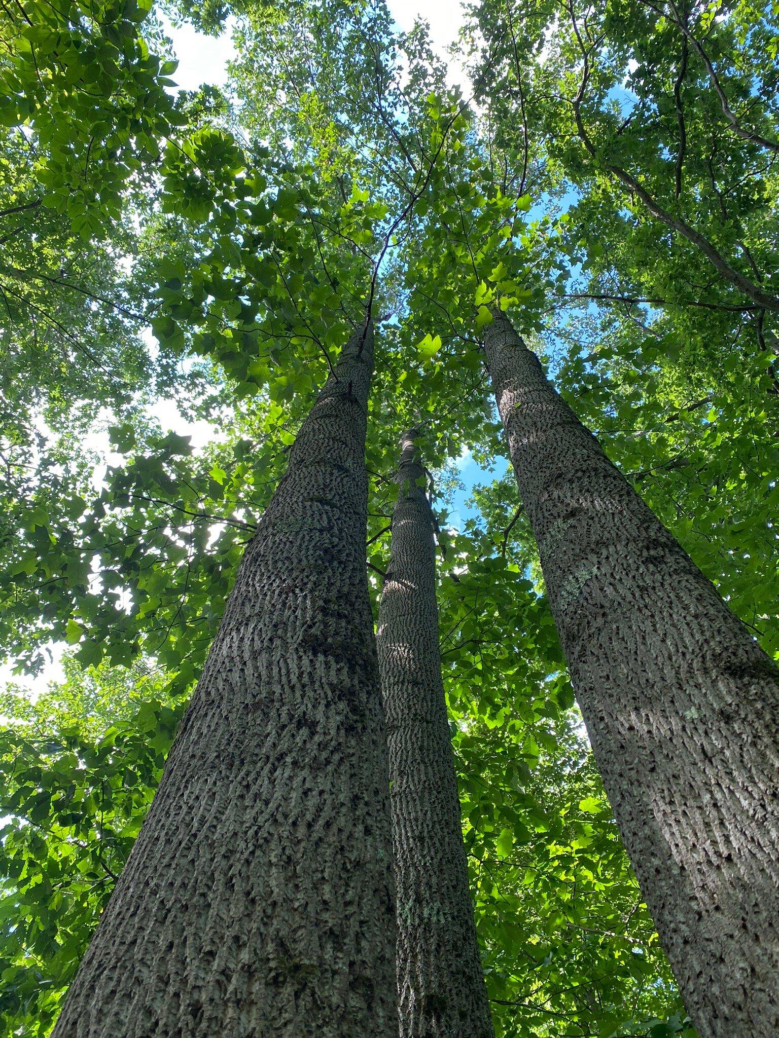 Shelton Lakes Recreation Path