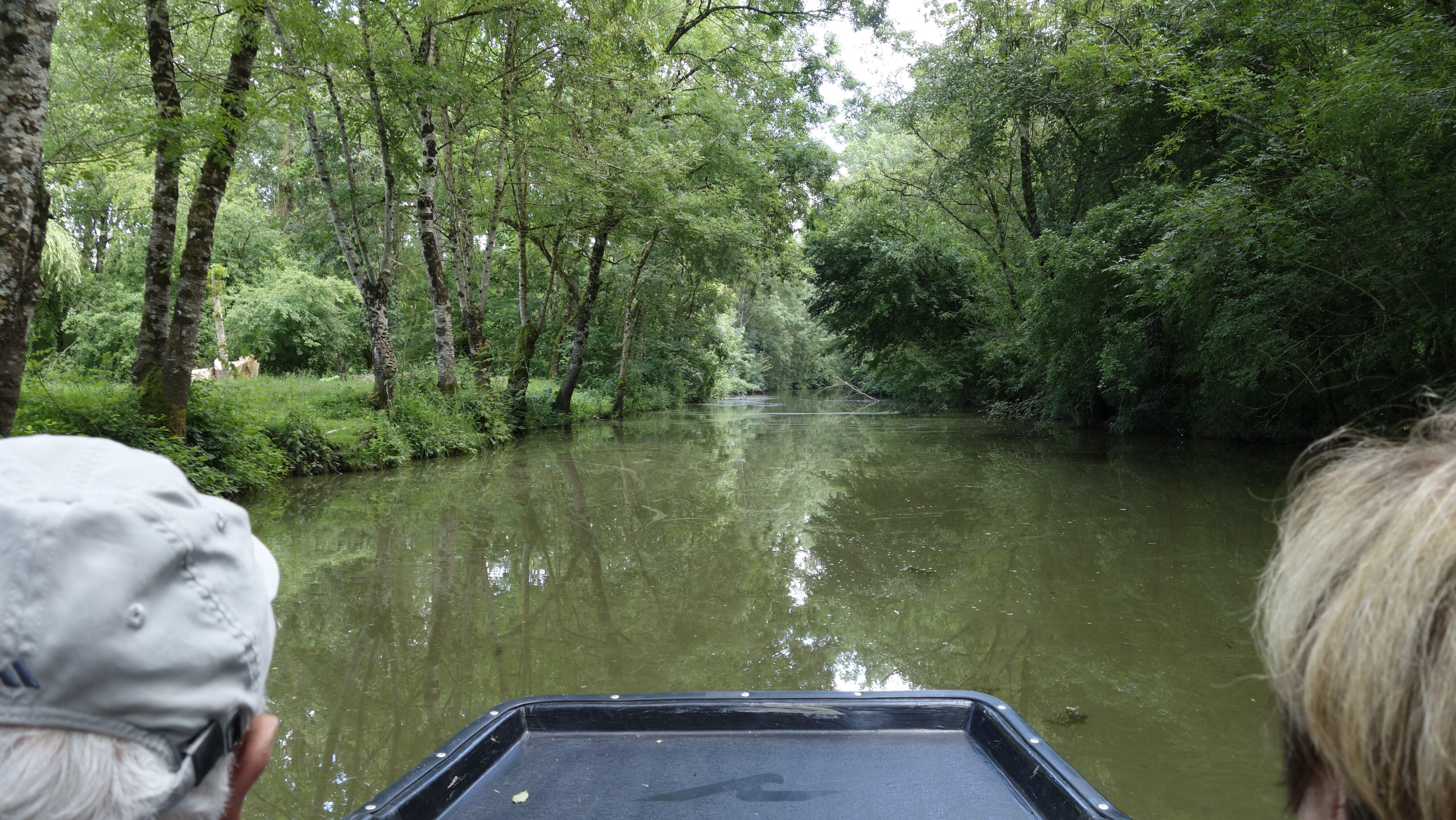 Les Oiseaux Du Marais