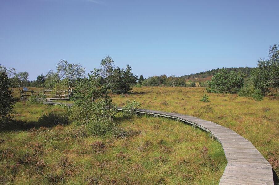 Tourbières Du Plateau De La Verrerie