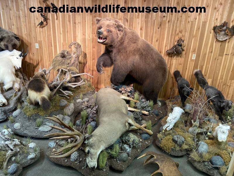Canadian Wildlife Museum