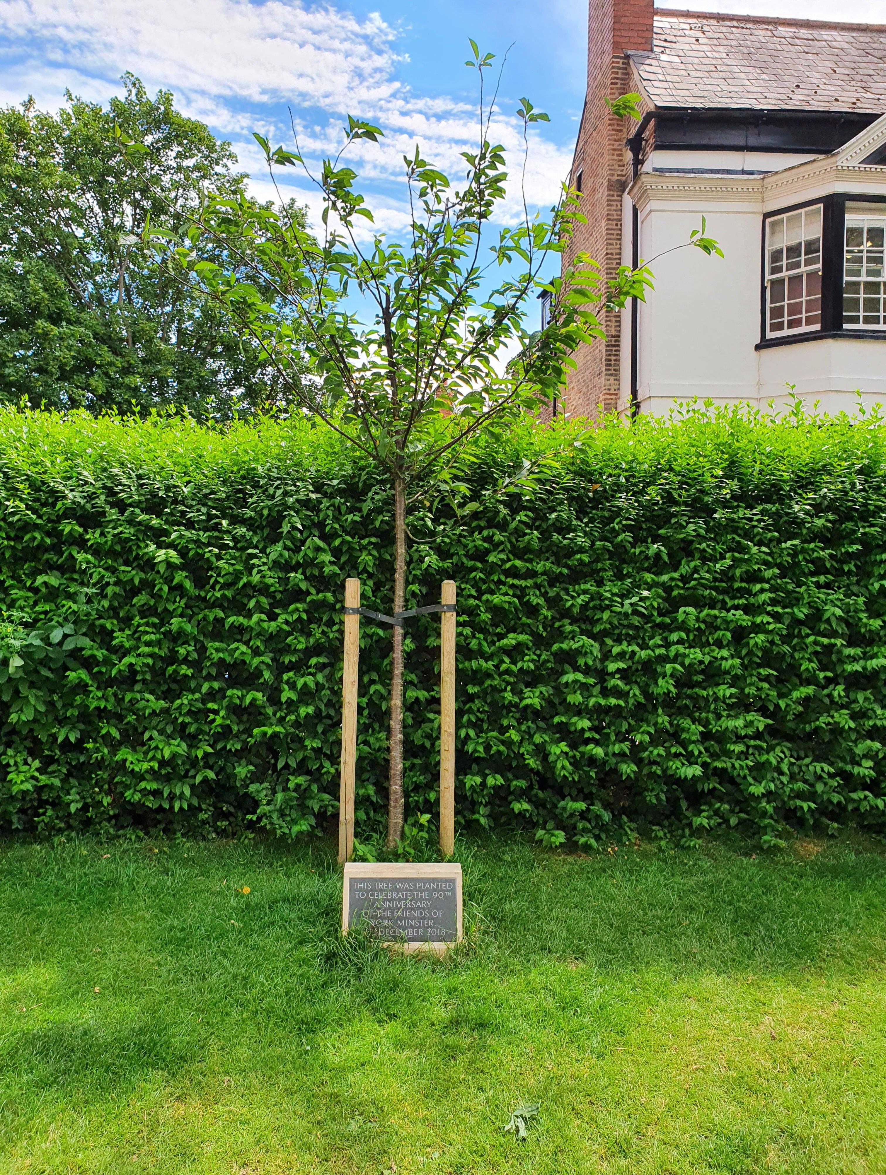 Friends Of York Minster Tree Monument