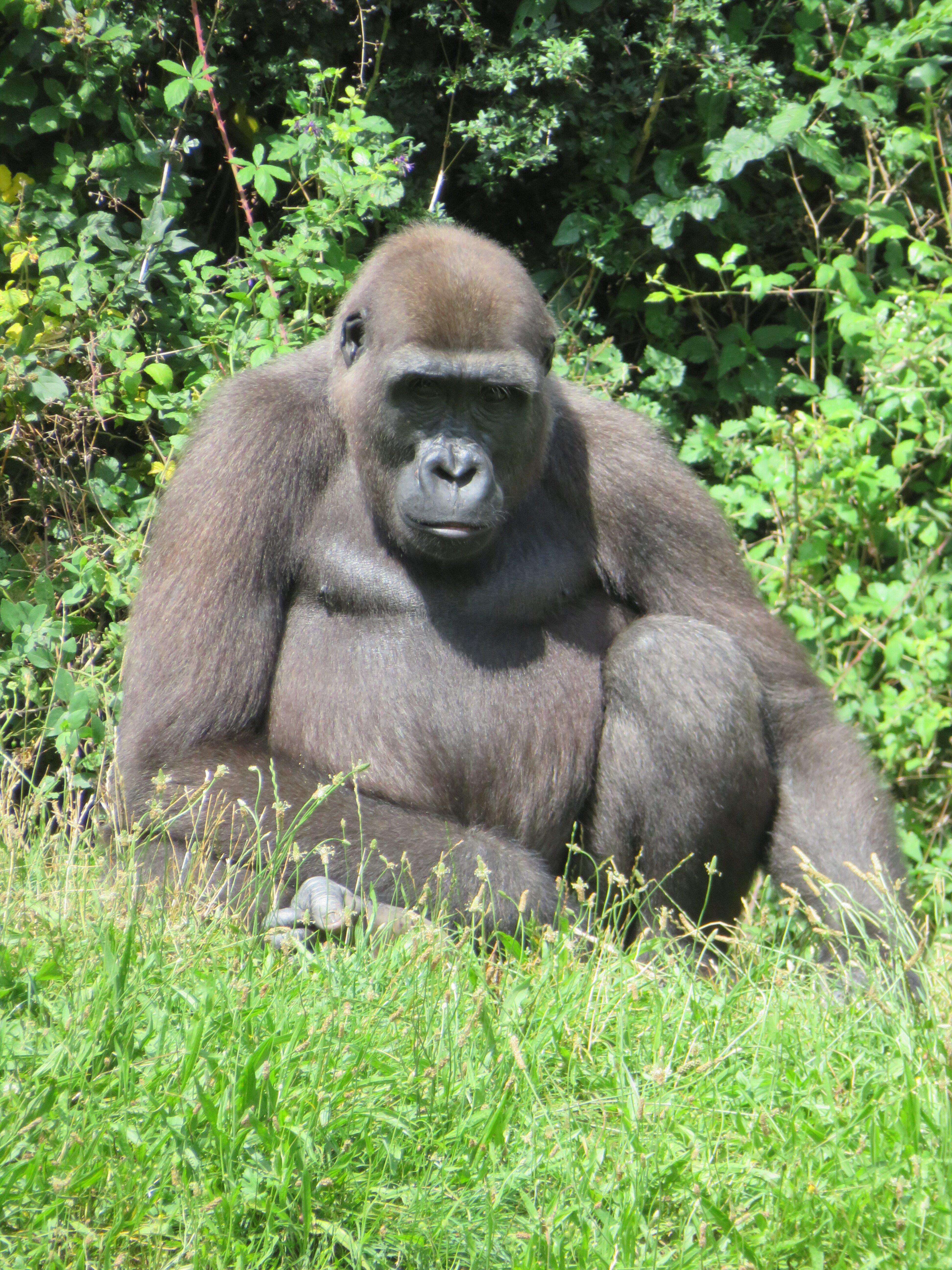 La Vallée des Singes