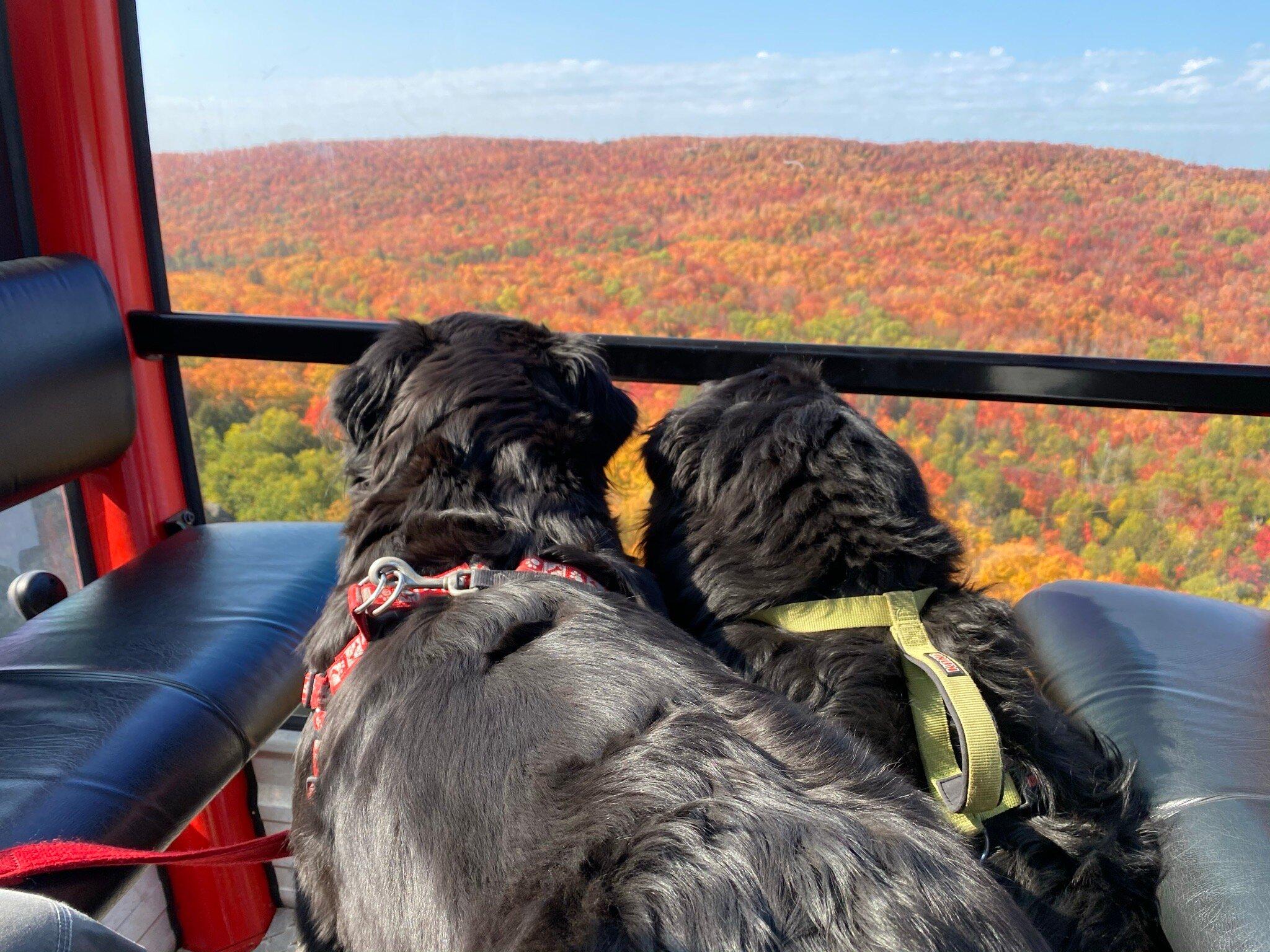 Wild Country Maple Products