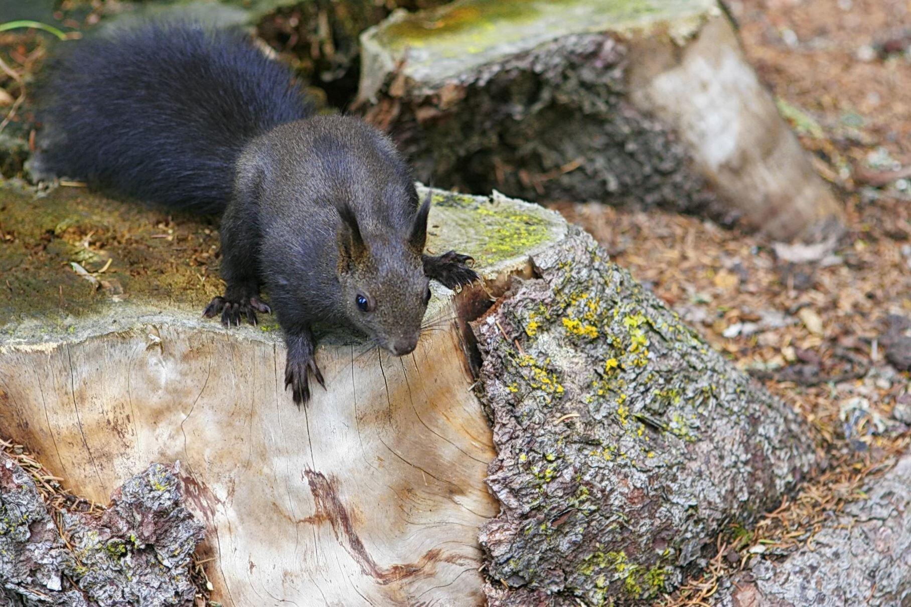 Eichhörnchenwald Lenzerheide