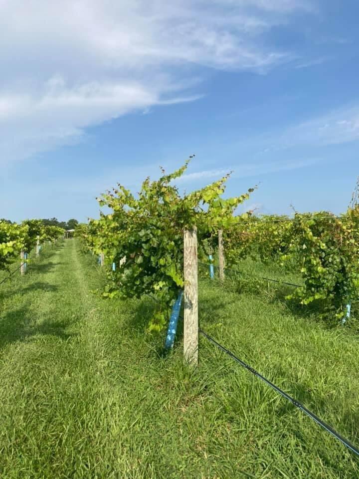 Seven Springs Farms and Vineyards