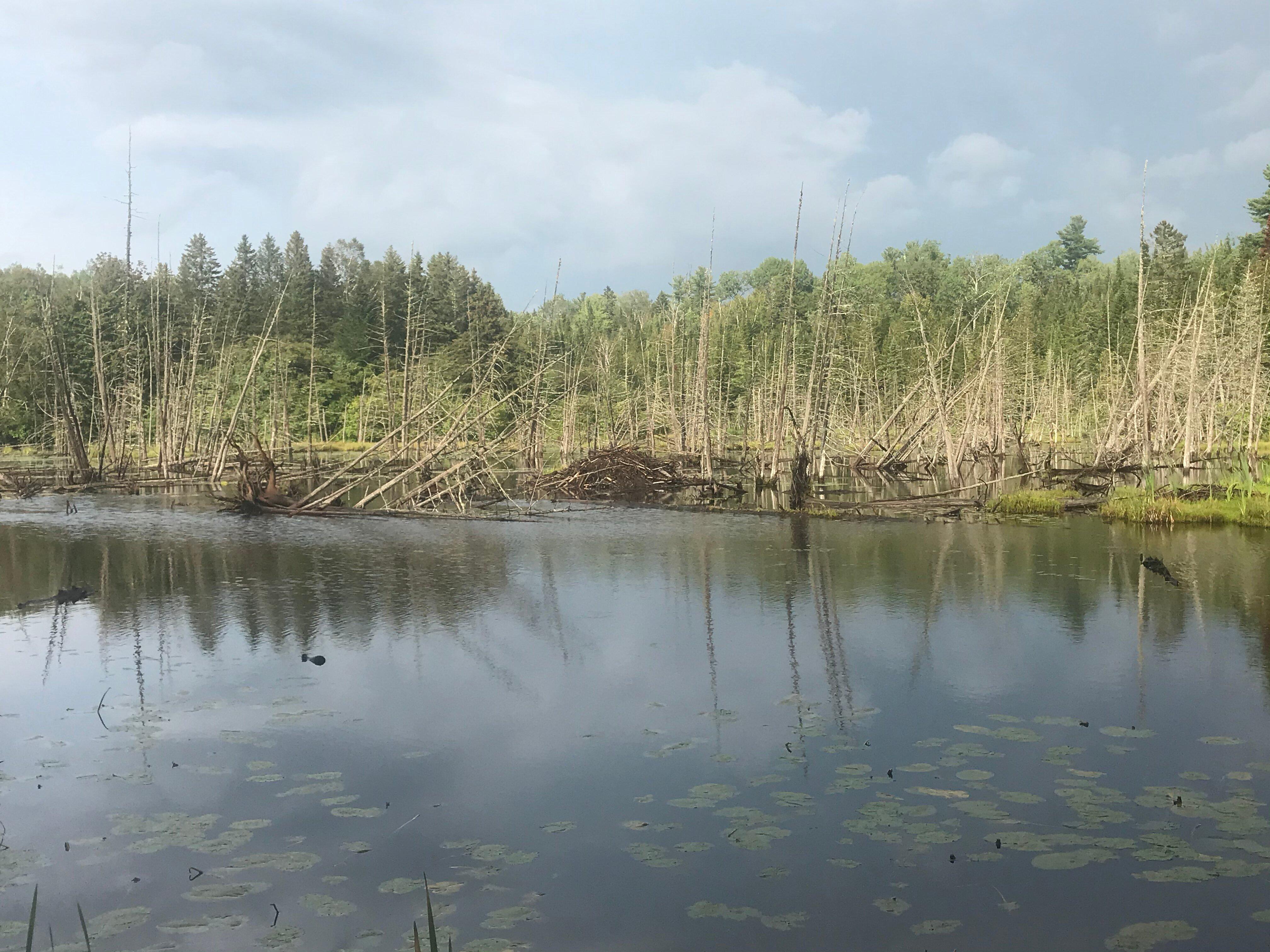 Beaver Pond Trail