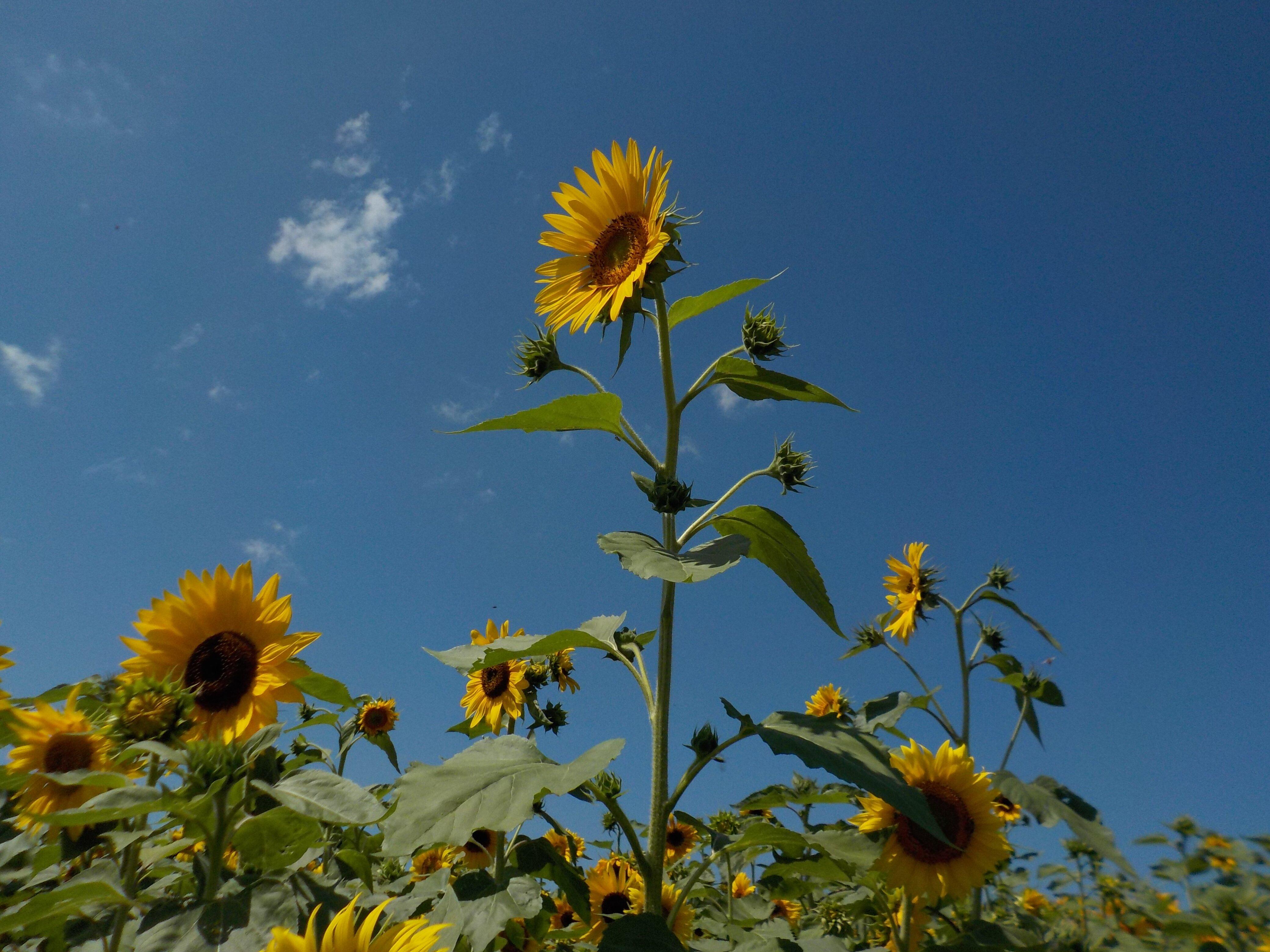 Sunflowers Of Sanborn