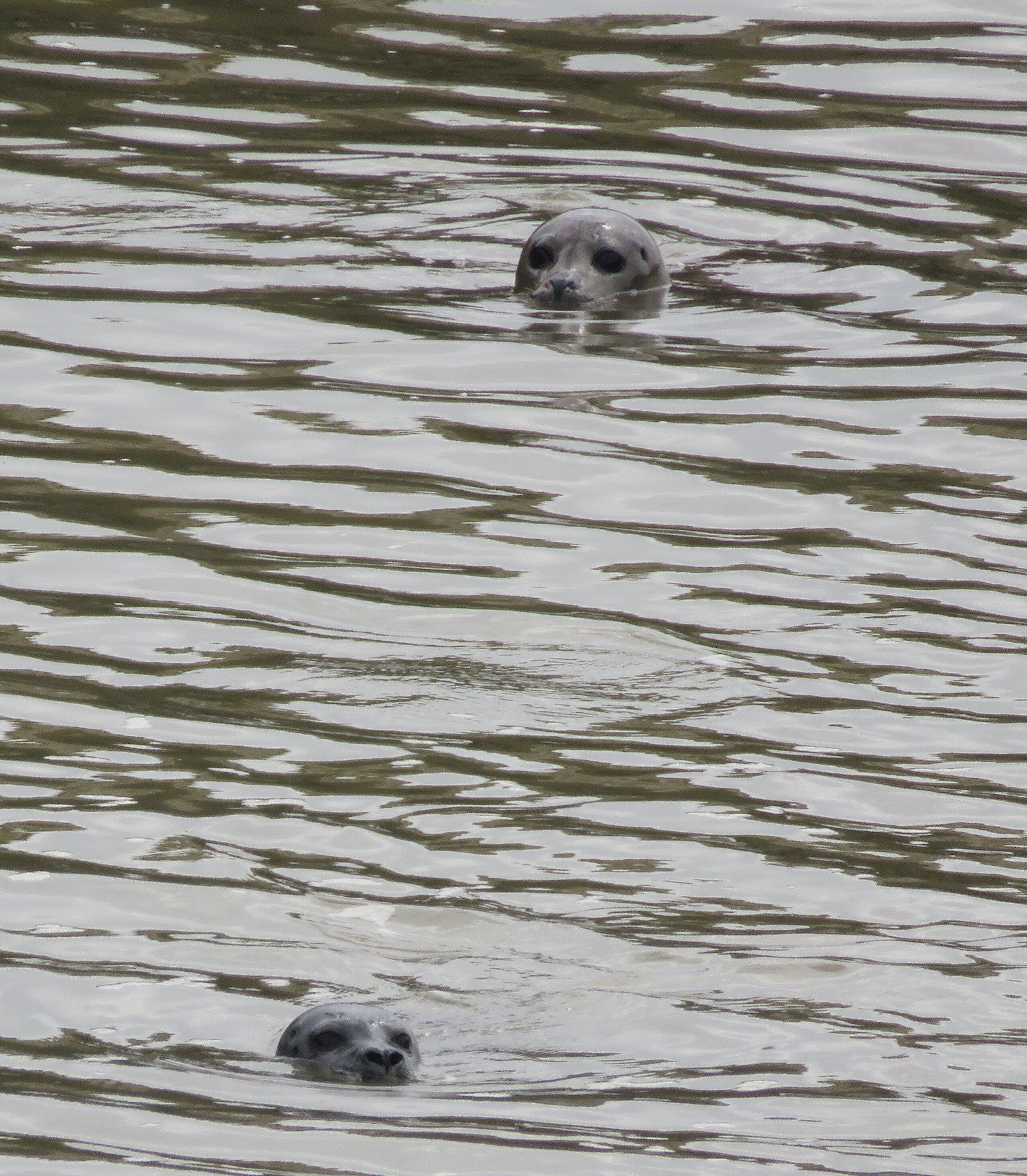 Mary Stanford Memorial
