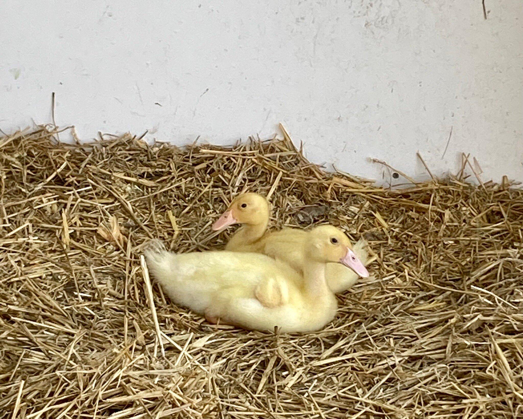 Grimsbury Community Farm