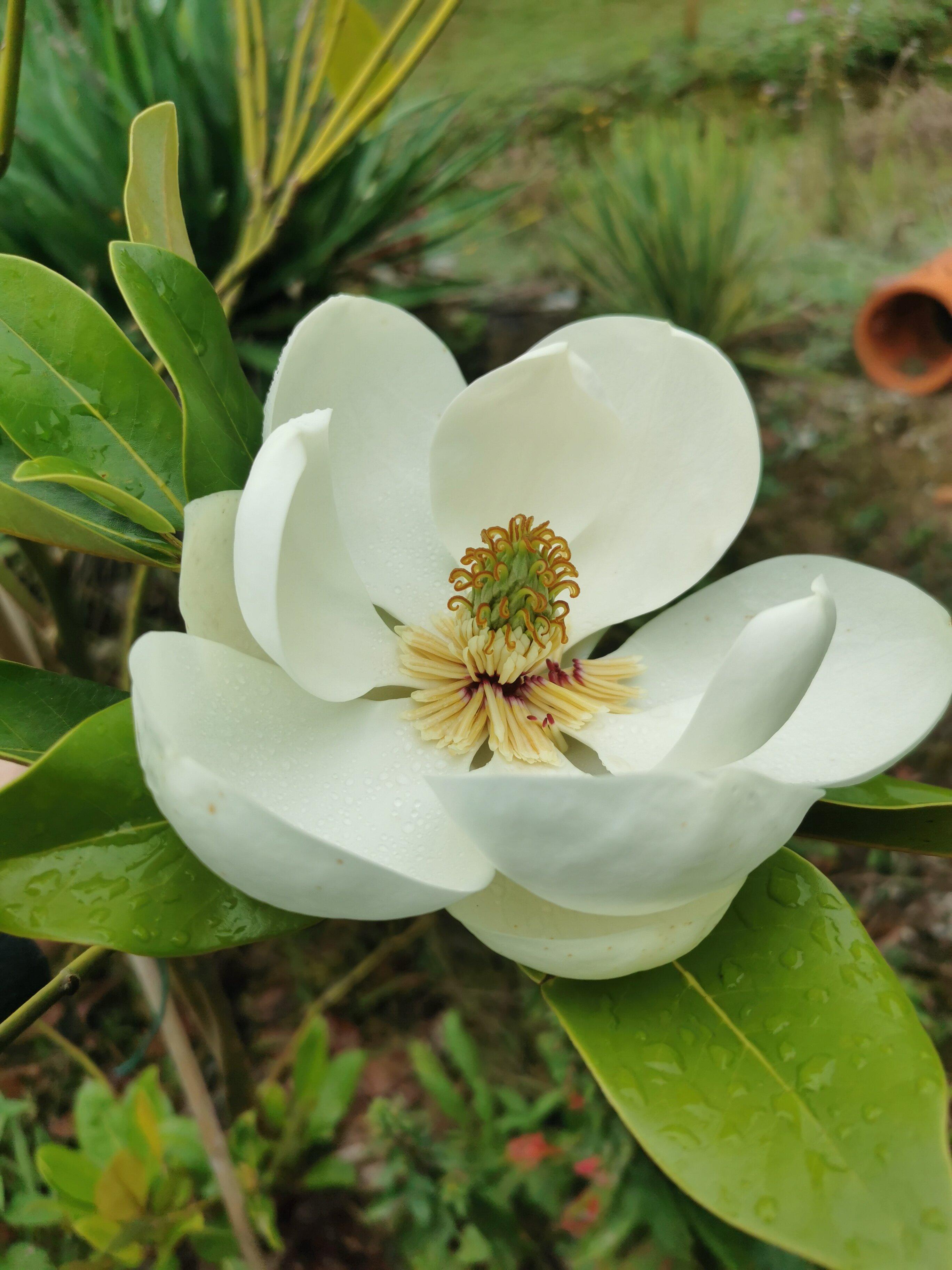 Exotik-Kunst-Garten mit Galerie Nagel