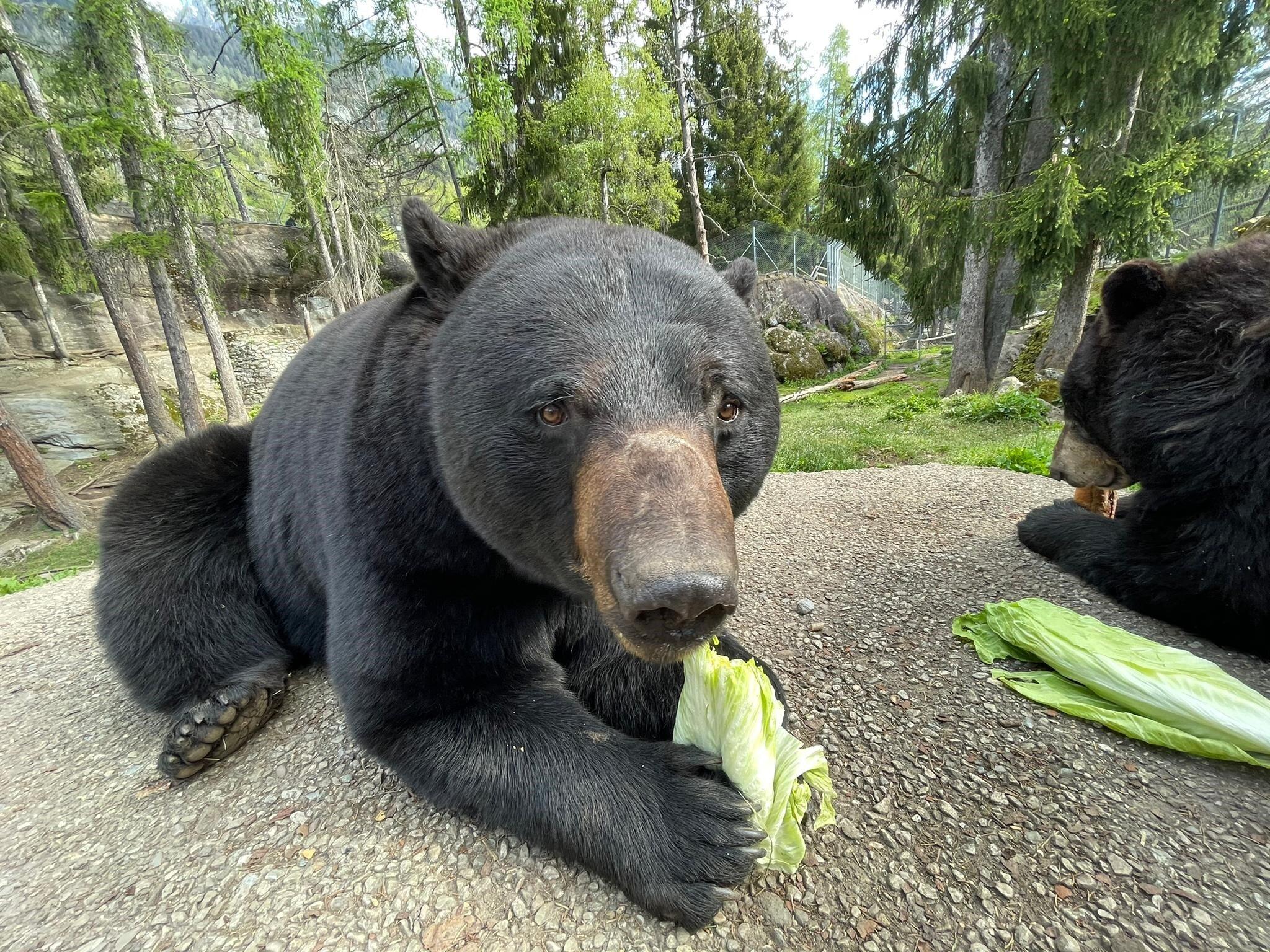 Zoo Et Piscine des Marécottes